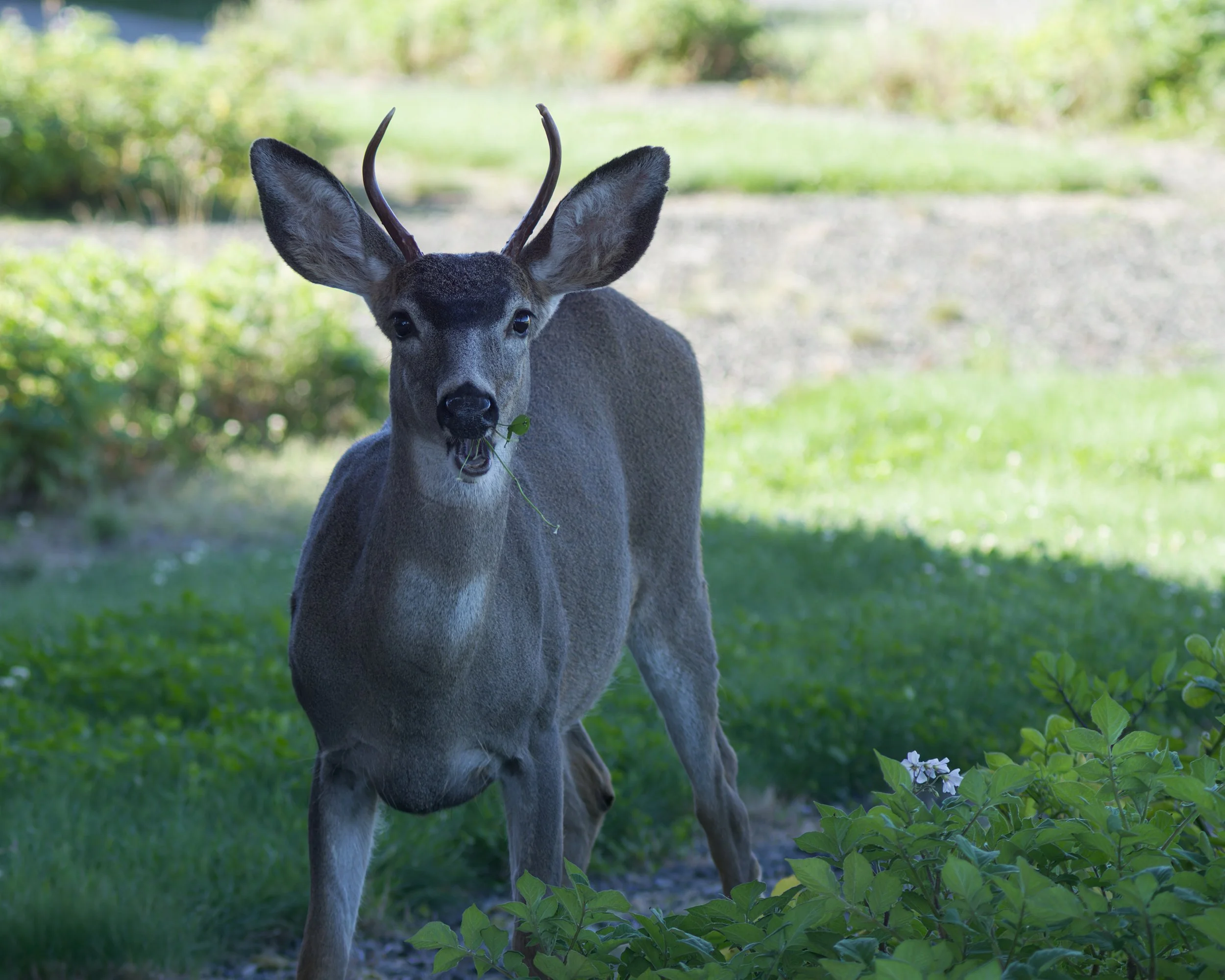 mule-deer-eating-plant-buck-antlers-la-push-quileute-reservation-clallam-county-coastal-uplands-coast-range-ecoregion-olympic-peninsula-494-color-and-photo-labs-llc.jpg