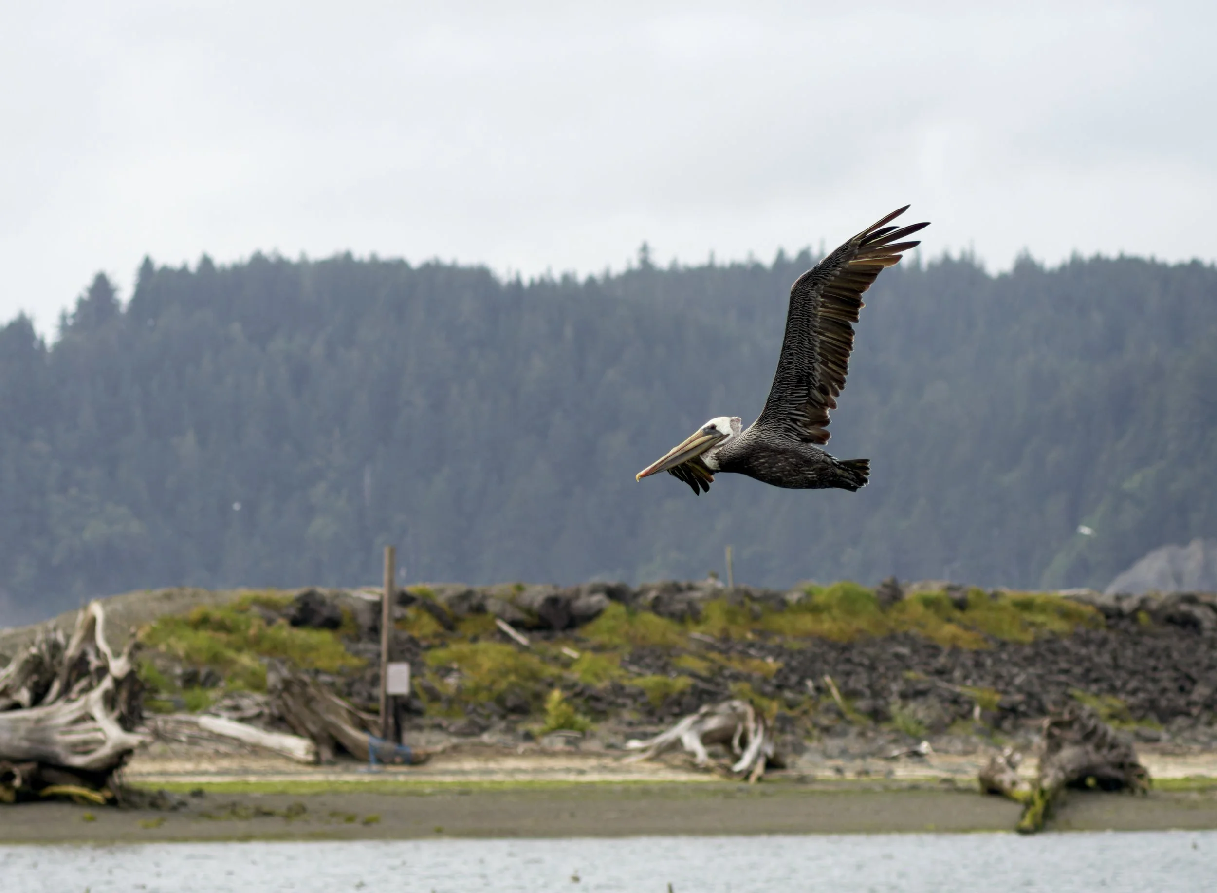 brown-pelican-first-beach-la-push-quileute-reservation-clallam-county-coastal-uplands-coast-range-ecoregion-olympic-peninsula-494-color-and-photo-labs-llc-6.jpg