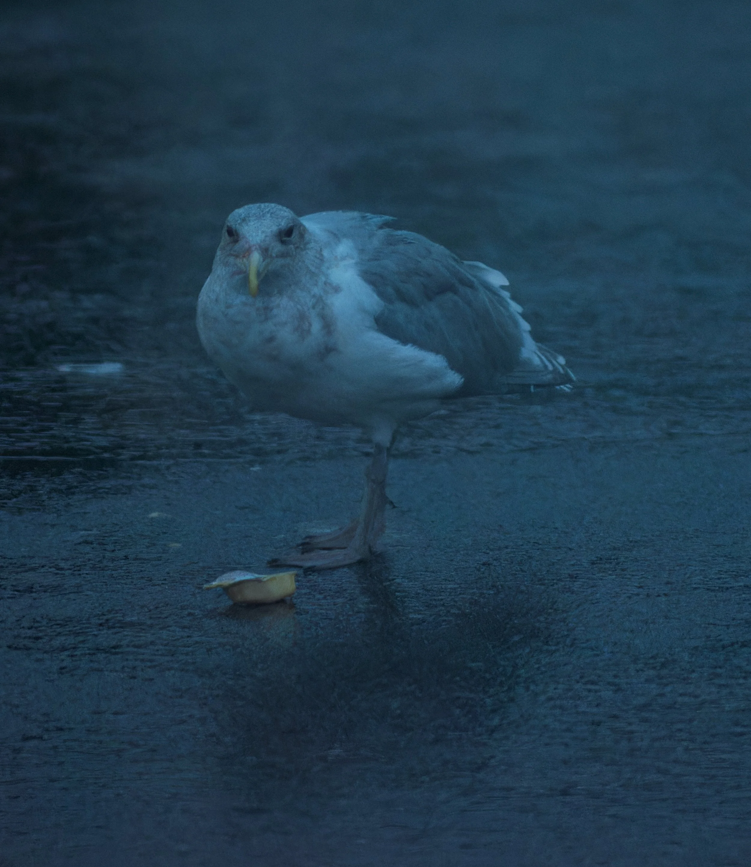 seagull-glaucous-winged-gull-federal-way-south-sound-central-puget-puget-sound-lowlands-king-county-494-color-and-photo-labs-llc.jpg