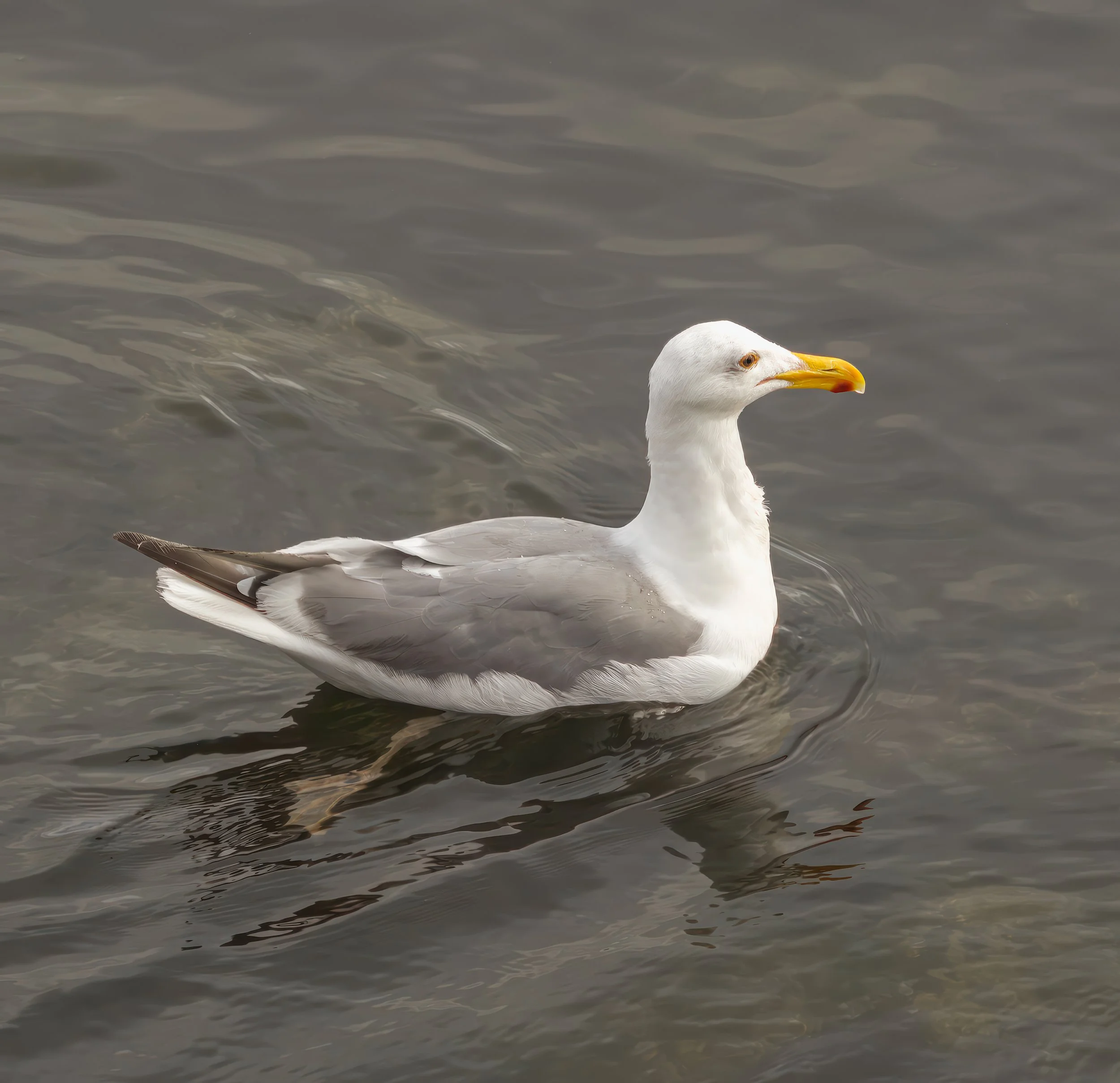 seagull-glaucous-winged-gull-swimming-dawn-bird-port-angeles-clallam-county-olympic-rainshadow-coast-range-ecoregion-olympic-peninsula-494-color-and-photo-labs-llc.jpg