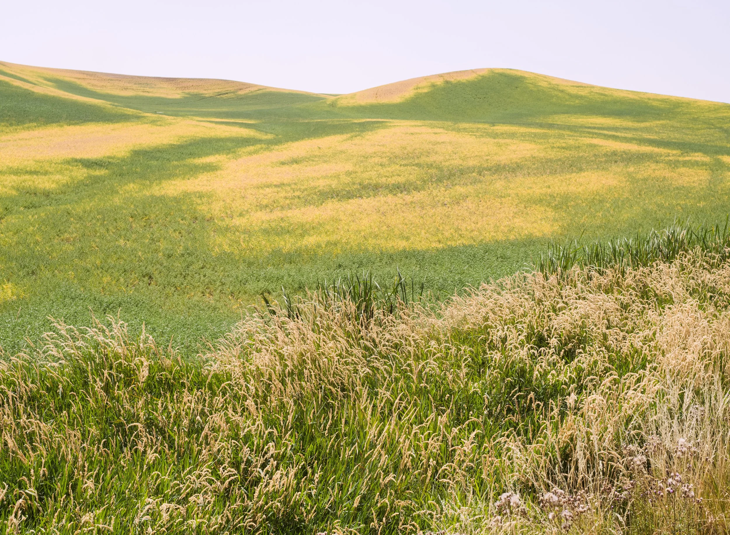rolling-hills-green-yellow-picturesque-country-palouse-hills-columbia-plateau-palouse-region-whitman-County-washington-state-494-color-&-photo-labs-llc.jpg