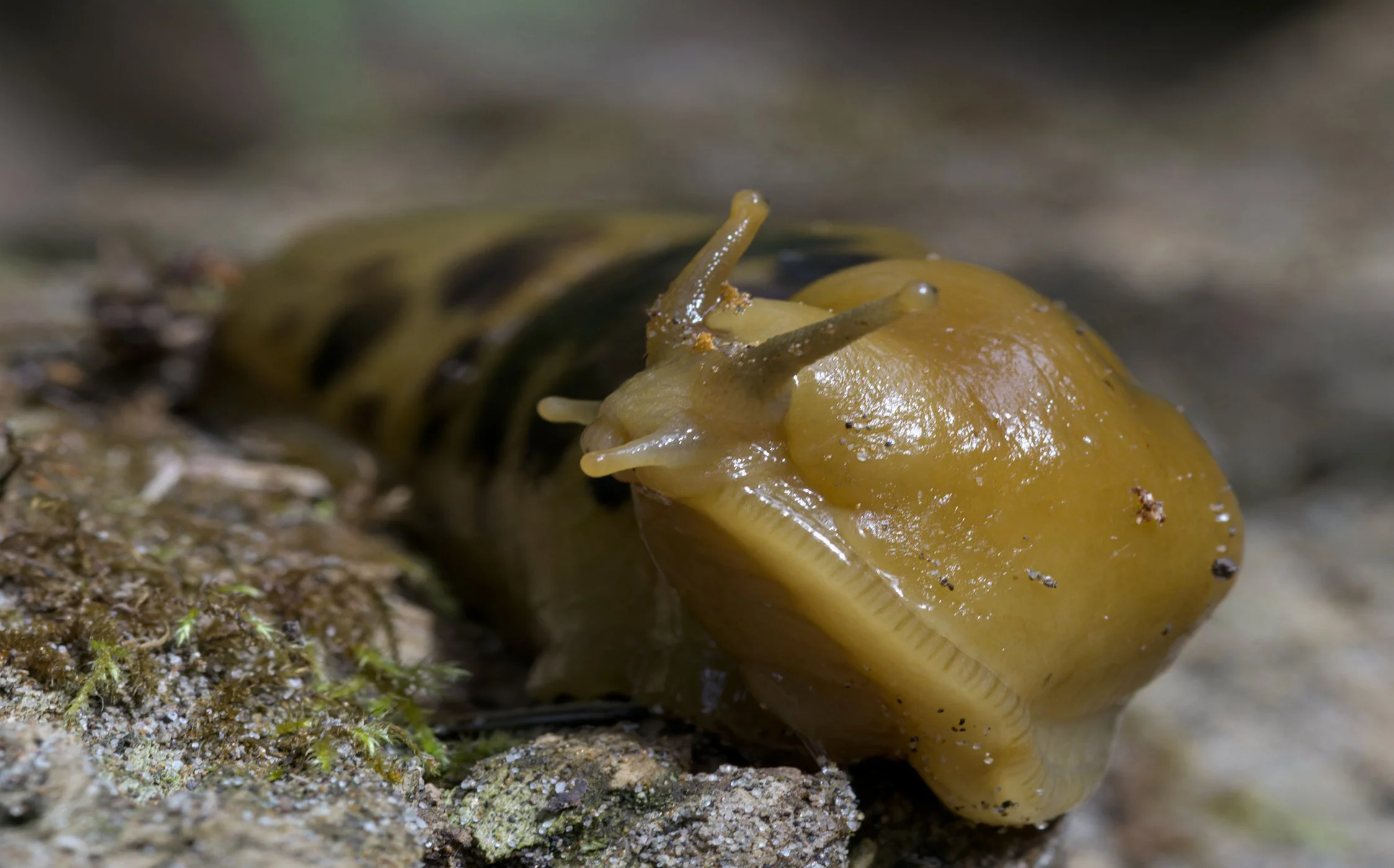banana-slug-trail-macro-second-beach-la-push-quileute-land-olympic-national-park-clallam-county-coastal-uplands-coast-range-ecoregion-olympic-peninsula-494-color-and-photo-labs-llc-jpg.jpg