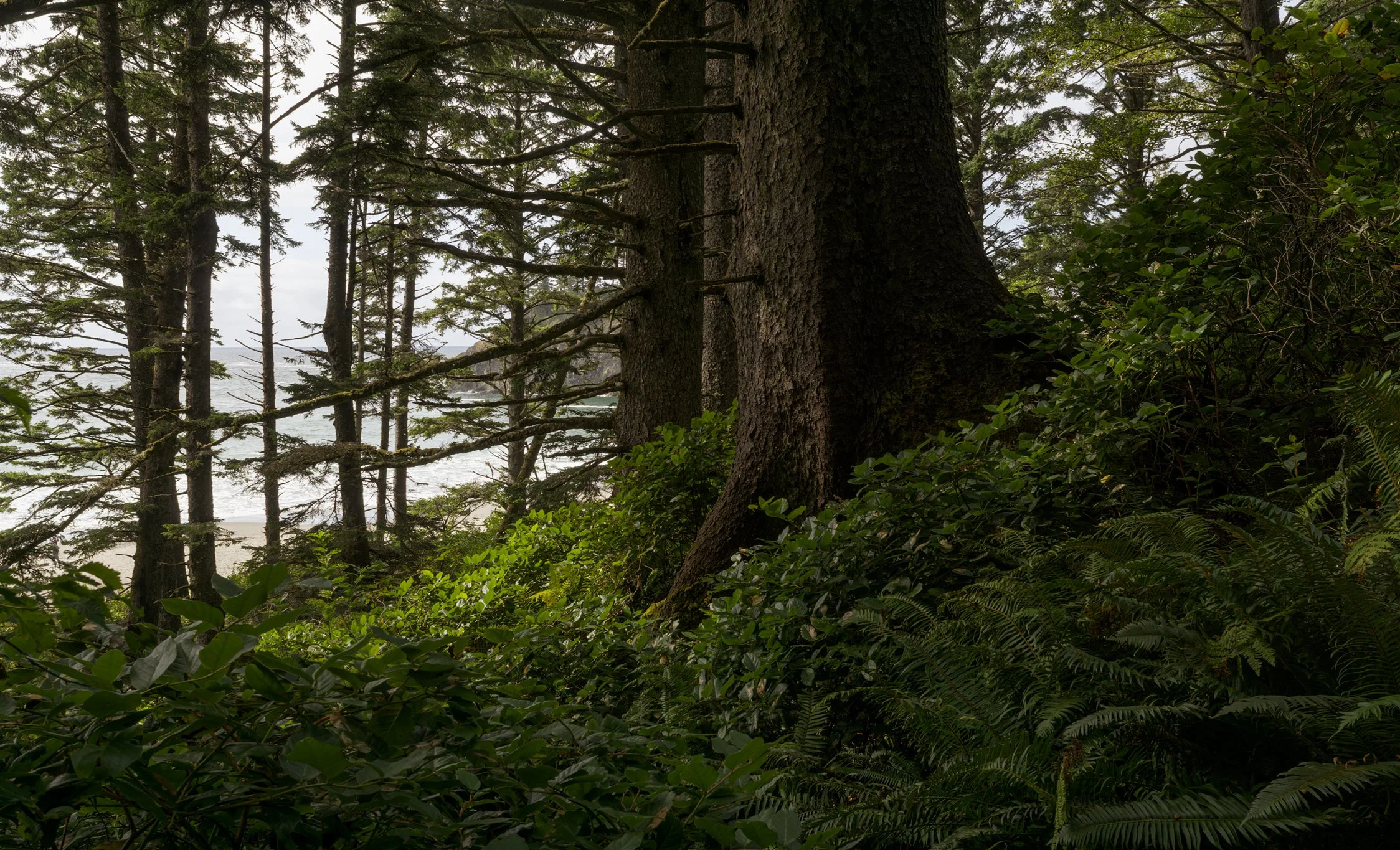 descending-trail-sneak-peak-second-beach-la-push-quileute-land-olympic-national-park-clallam-county-coastal-uplands-coast-range-ecoregion-olympic-peninsula-494-color-and-photo-labs-llc.jpg