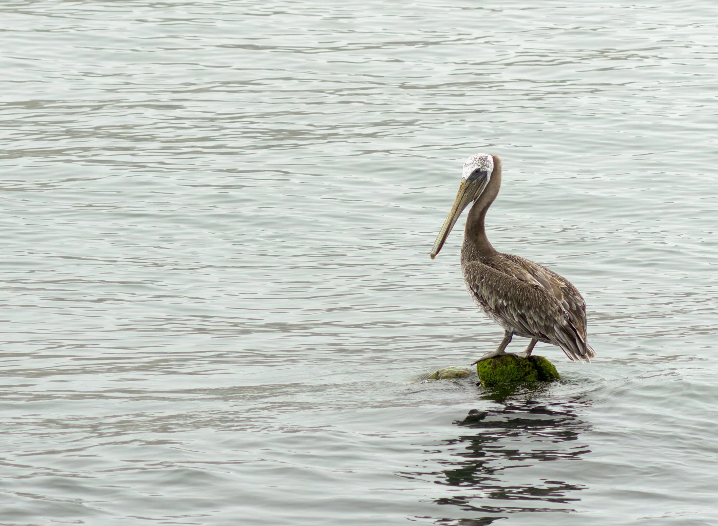 brown-pelican-first-beach-la-push-quileute-reservation-clallam-county-coastal-uplands-coast-range-ecoregion-olympic-peninsula-494-color-and-photo-labs-2-llc.jpg