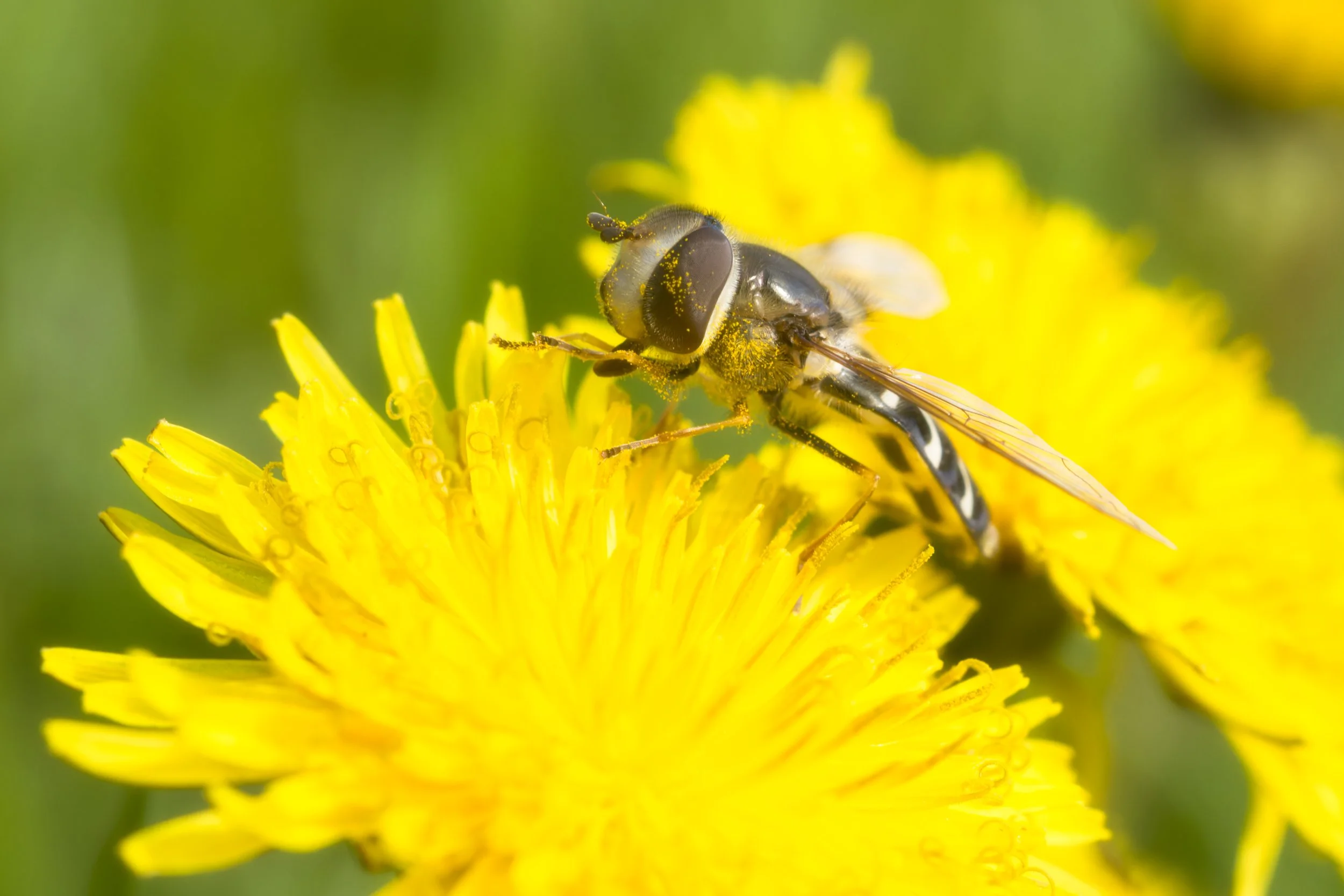 hoverfly-dandelion-yellow-selkirk-mountains-macro-stevens-county-northern-rockies-494-color-and-photo-labs-color-graded-kodak-portra-400-medium-format-120-film.jpg