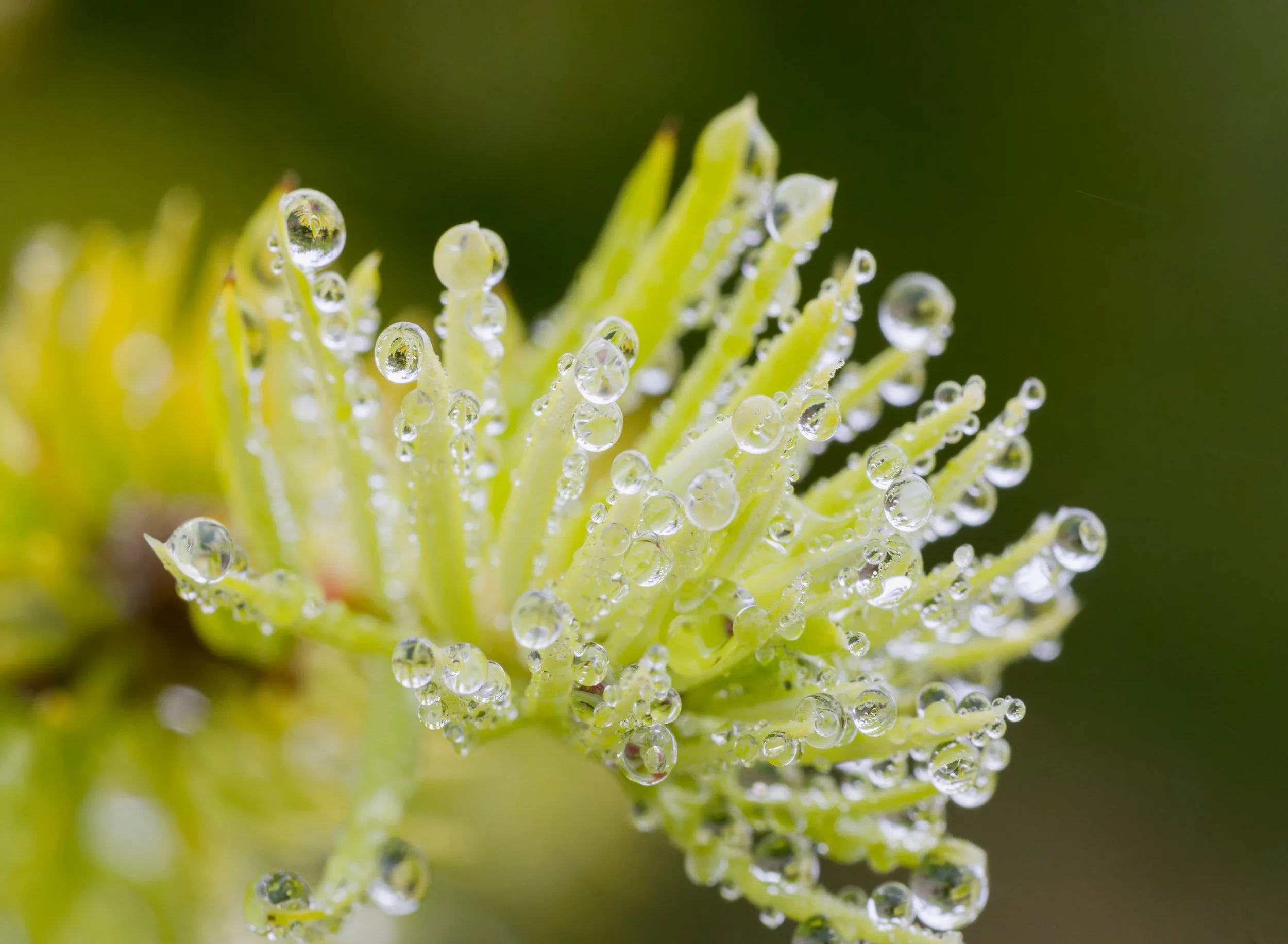 water-droplets-pretty-green-stunning-la-push-quileute-reservation-clallam-county-coastal-uplands-coast-range-ecoregion-olympic-peninsula-494-color-and-photo-labs-llc.jpg