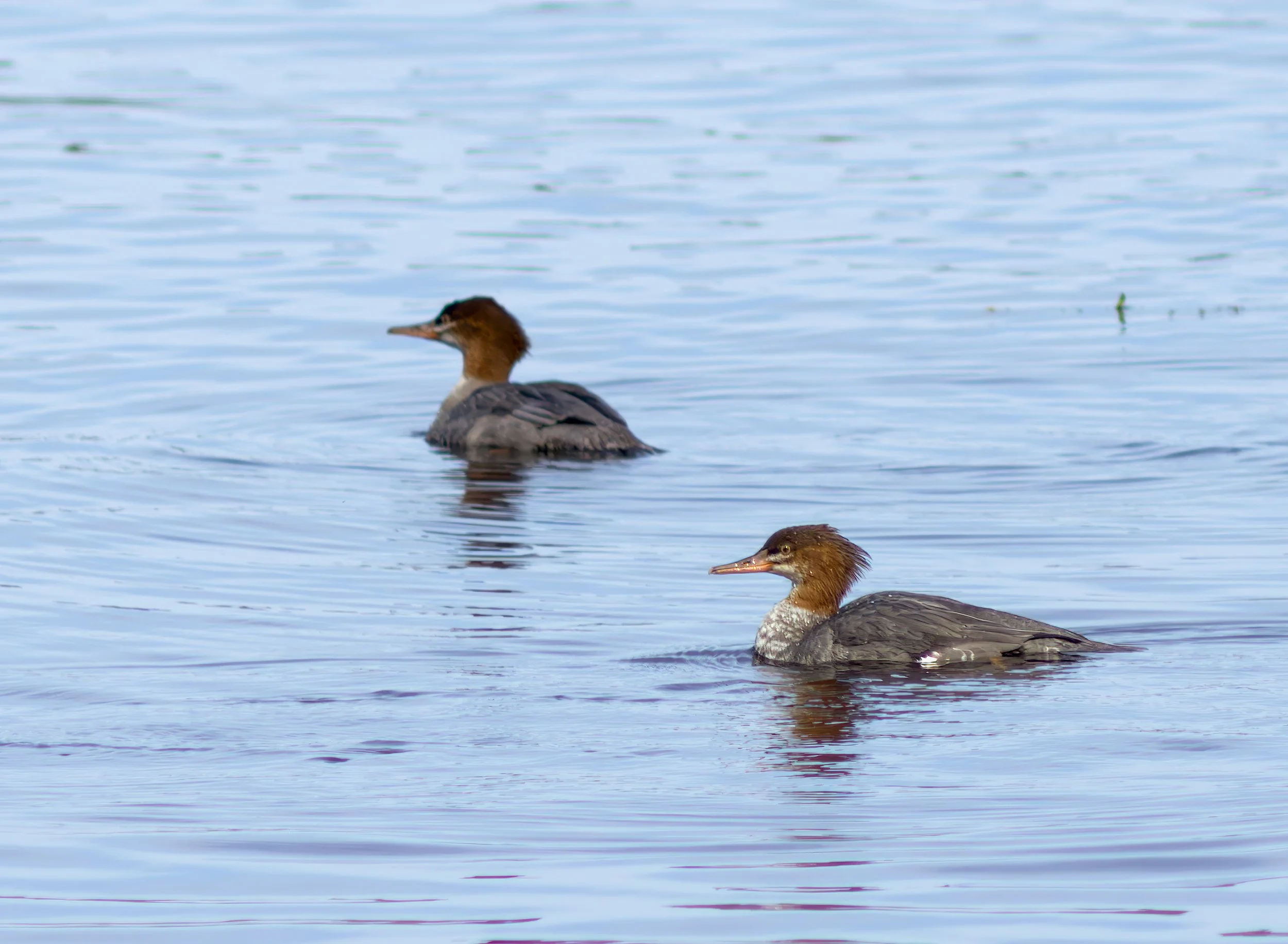 common-merganser-sea-duck-marina-first-beach-la-push-quileute-reservation-clallam-county-coastal-uplands-coast-range-ecoregion-olympic-peninsula-494-color-and-photo-labs-llc.jpg