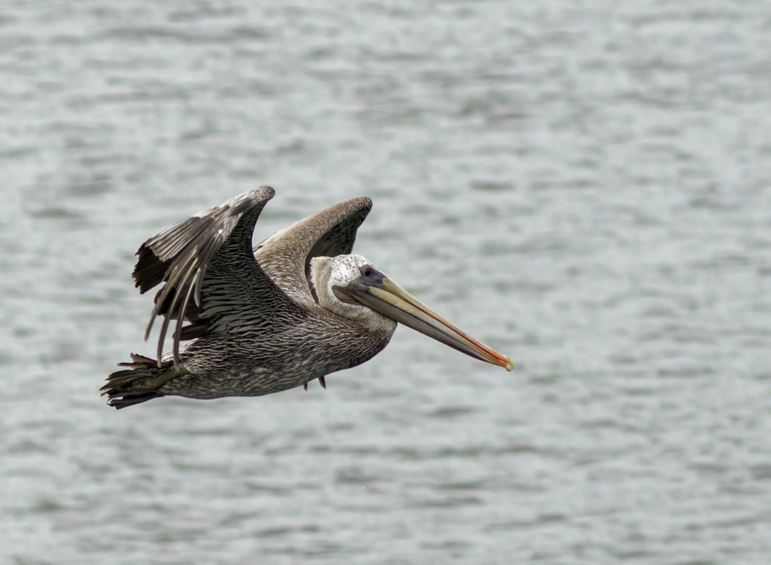 brown-pelican-first-beach-la-push-quileute-reservation-clallam-county-coastal-uplands-coast-range-ecoregion-olympic-peninsula-494-color-and-photo-labs-llc-4.jpg