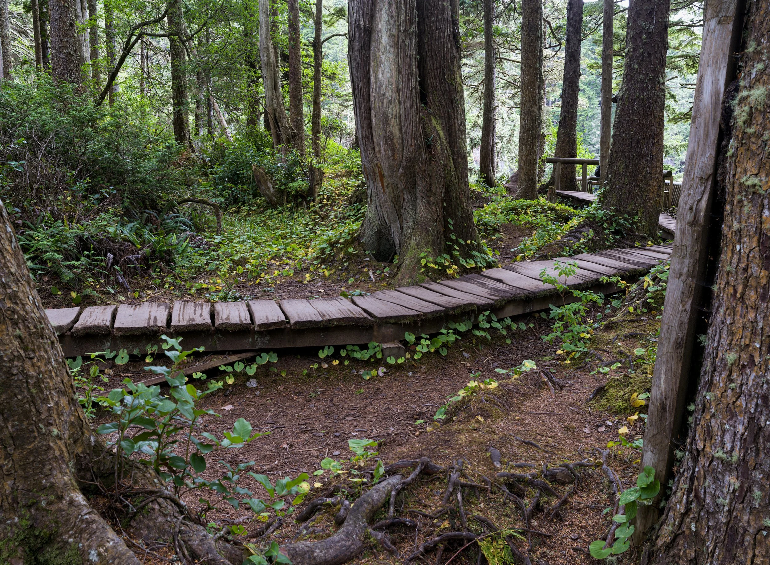 cape-flattery-trail-rugged-sea-strait-juan-de-fuca-makah-reservation-clallam-county-coastal-uplands-coast-range-ecoregion-olympic-peninsula-494-color-and-photo-labs-llc.jpg