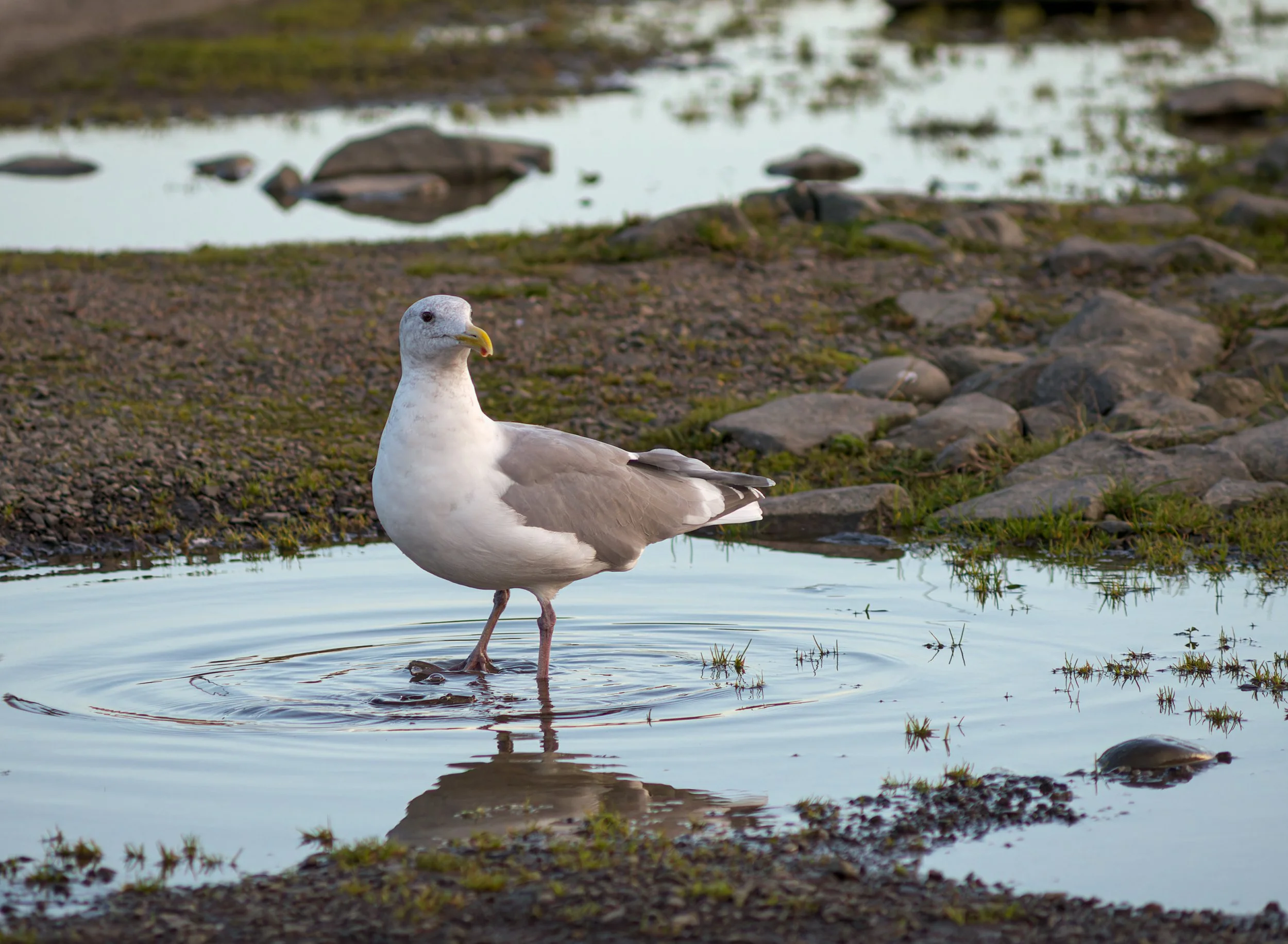 seagull-glaucous-winged-gull-first-beach-la-push-quileute-reservation-clallam-county-coastal-uplands-coast-range-ecoregion-olympic-peninsula-494-color-and-photo-labs-llc.jpg