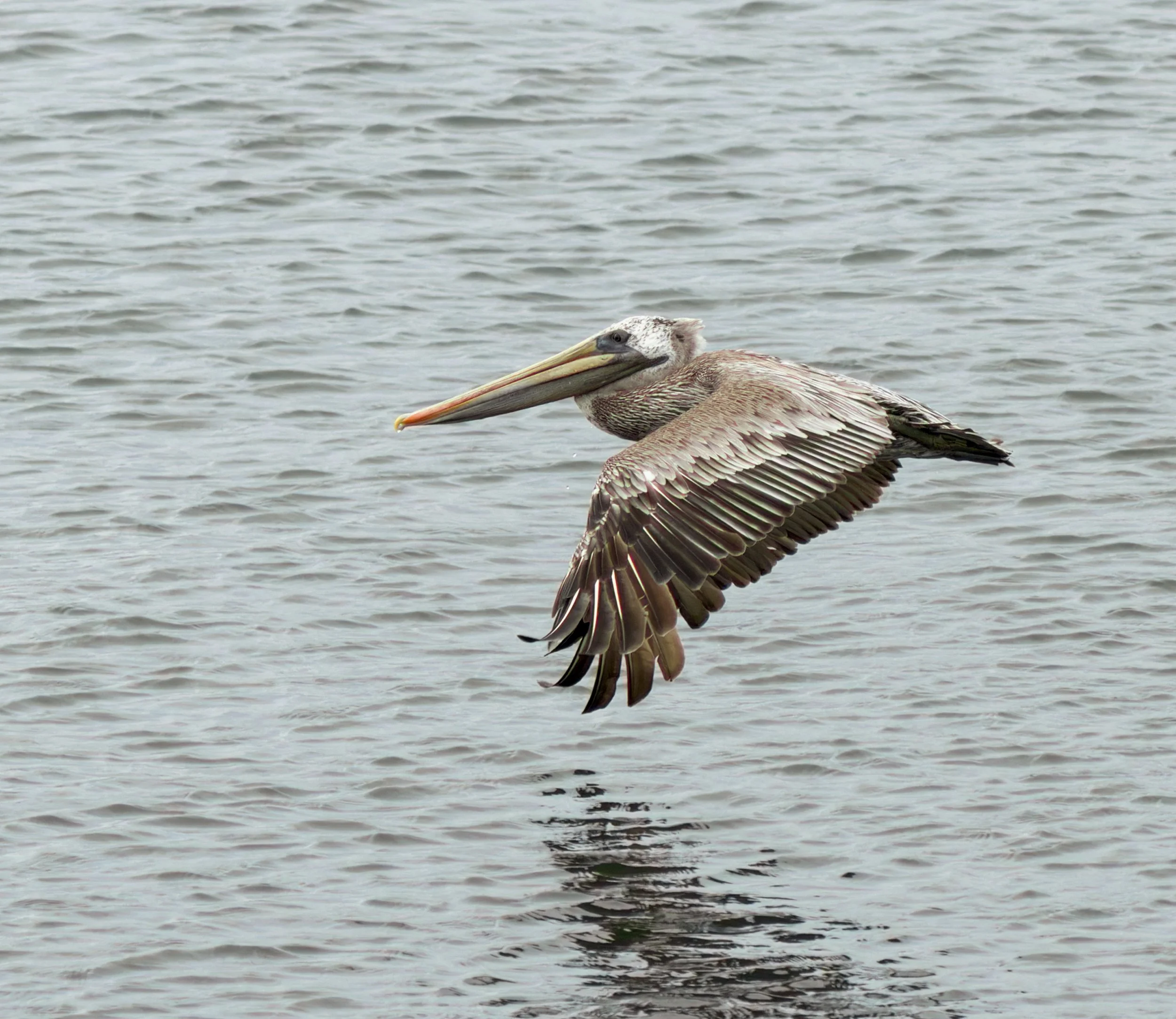 brown-pelican-first-beach-la-push-quileute-reservation-clallam-county-coastal-uplands-coast-range-ecoregion-olympic-peninsula-494-color-and-photo-labs-llc-3.jpg
