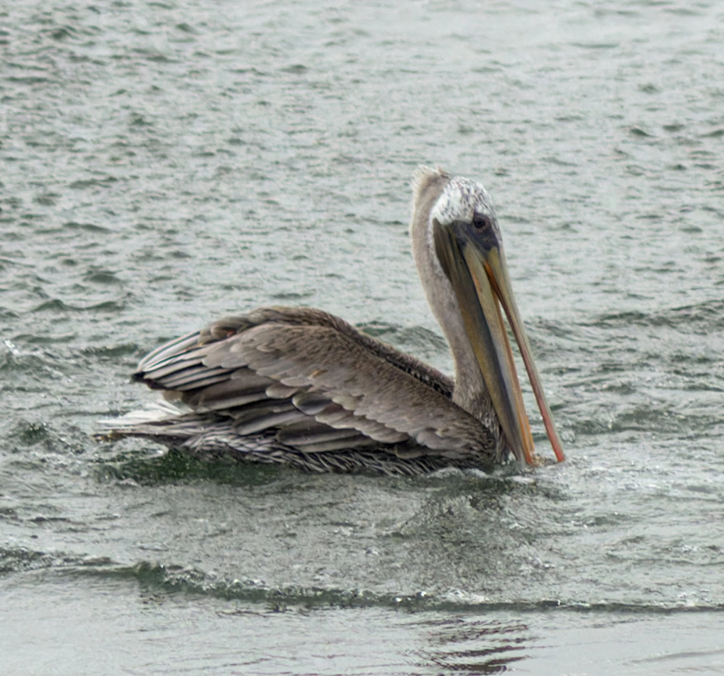 brown-pelican-first-beach-la-push-quileute-reservation-clallam-county-coastal-uplands-coast-range-ecoregion-olympic-peninsula-494-color-and-photo-labs-llc-5.jpg