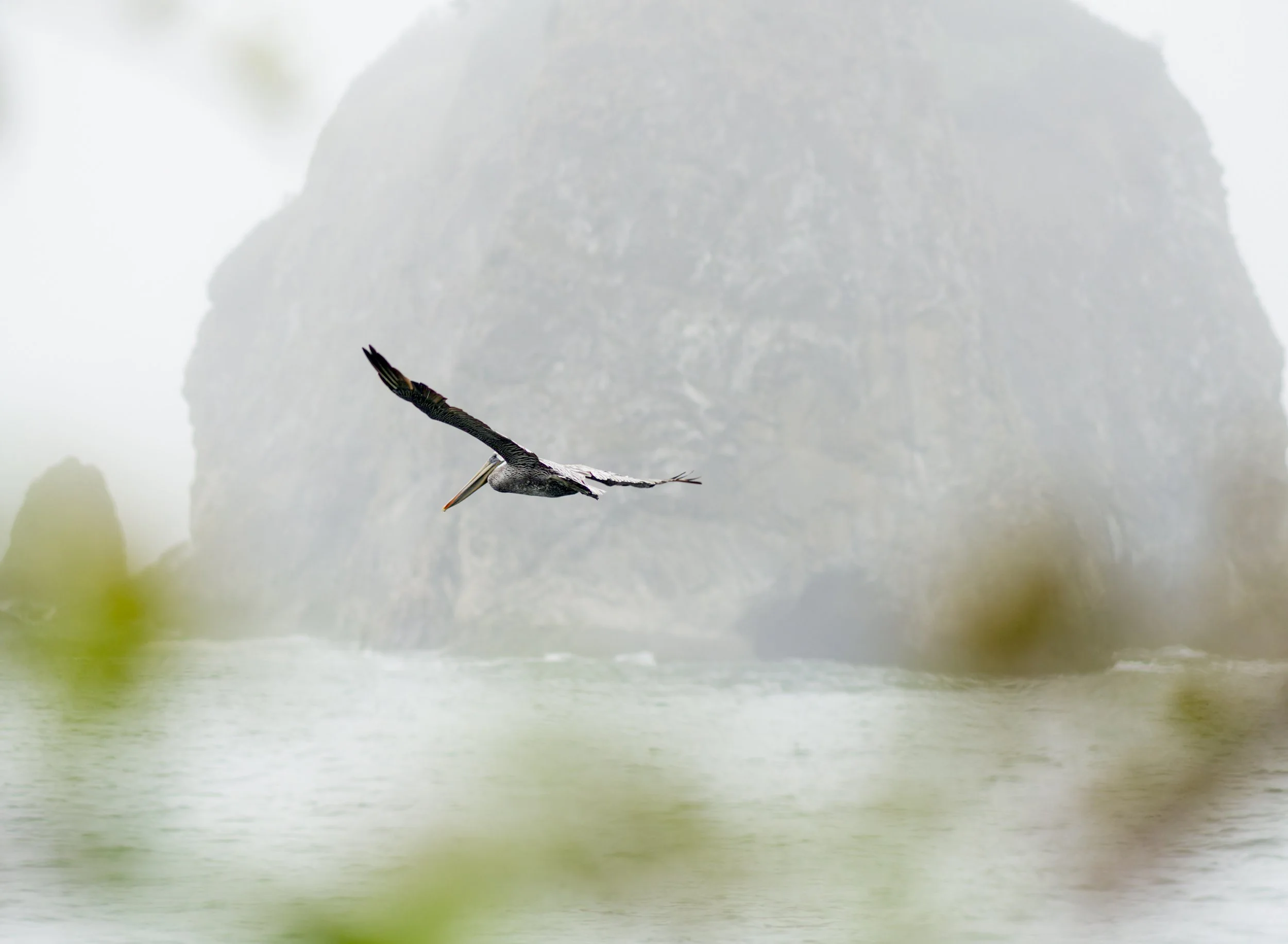 brown-pelican-sea-stack-first-beach-la-push-quileute-reservation-clallam-county-coastal-uplands-coast-range-ecoregion-olympic-peninsula-494-color-and-photo-labs-llc.jpg