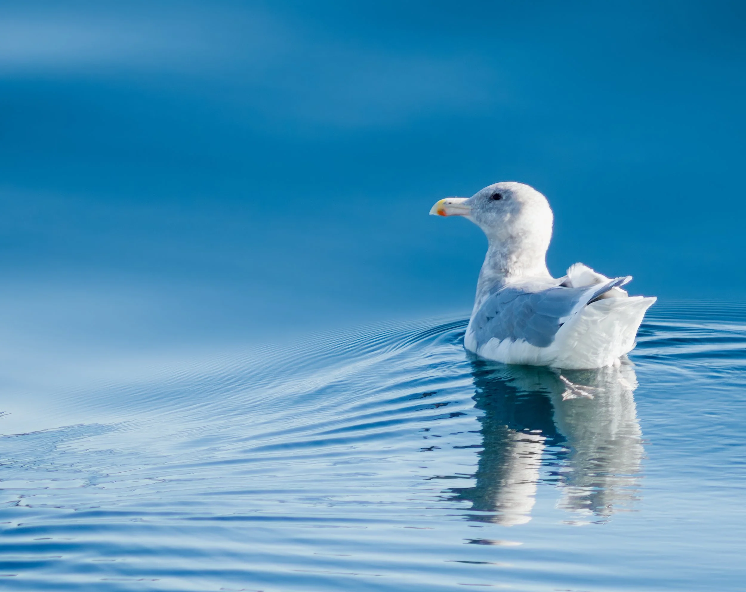 seagull-edmonds-kingston-ferry-puget-sound-snohomish-county-494-color-and-photo-labs-llc.jpg