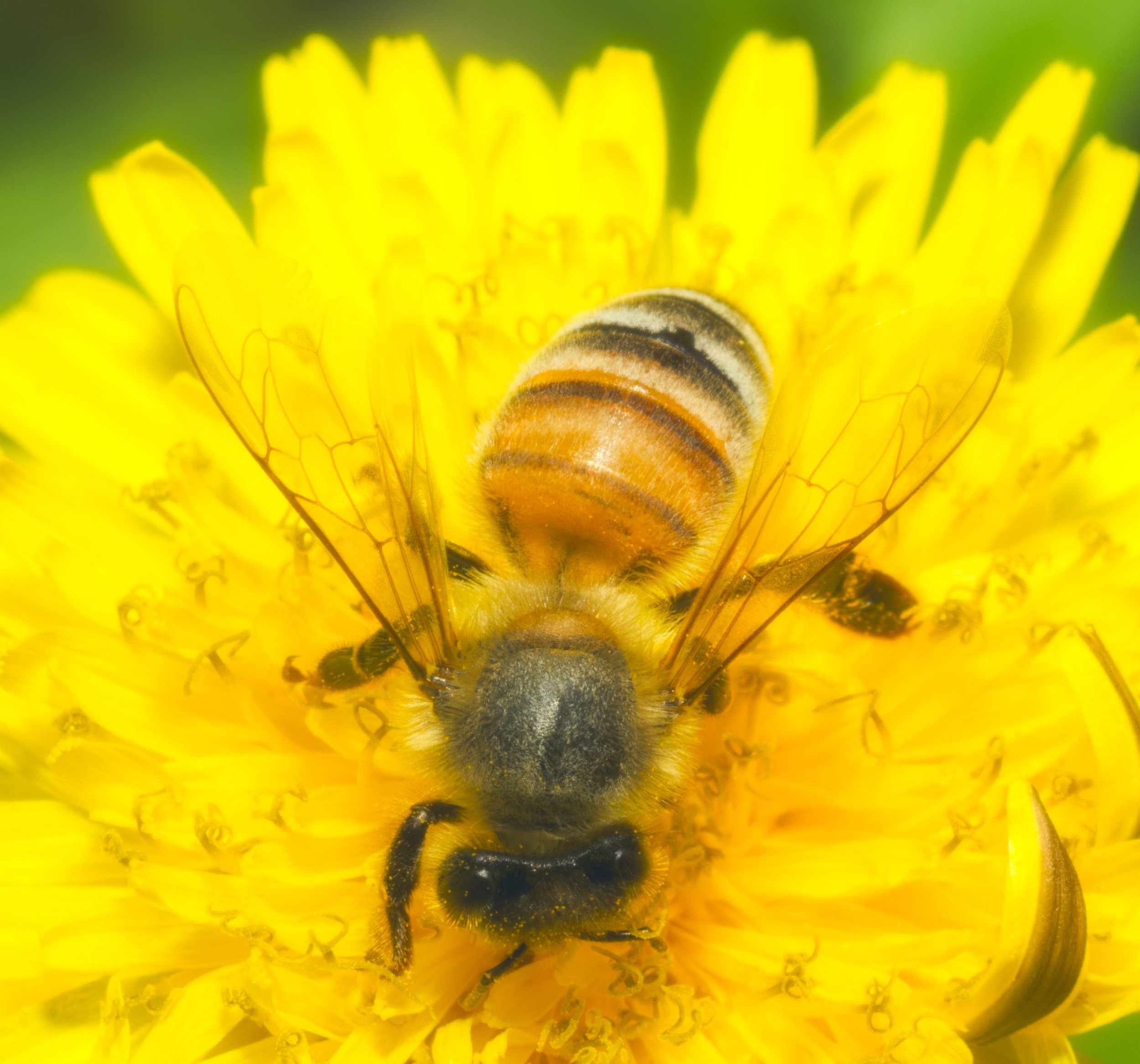 HONEY-~3.JPG