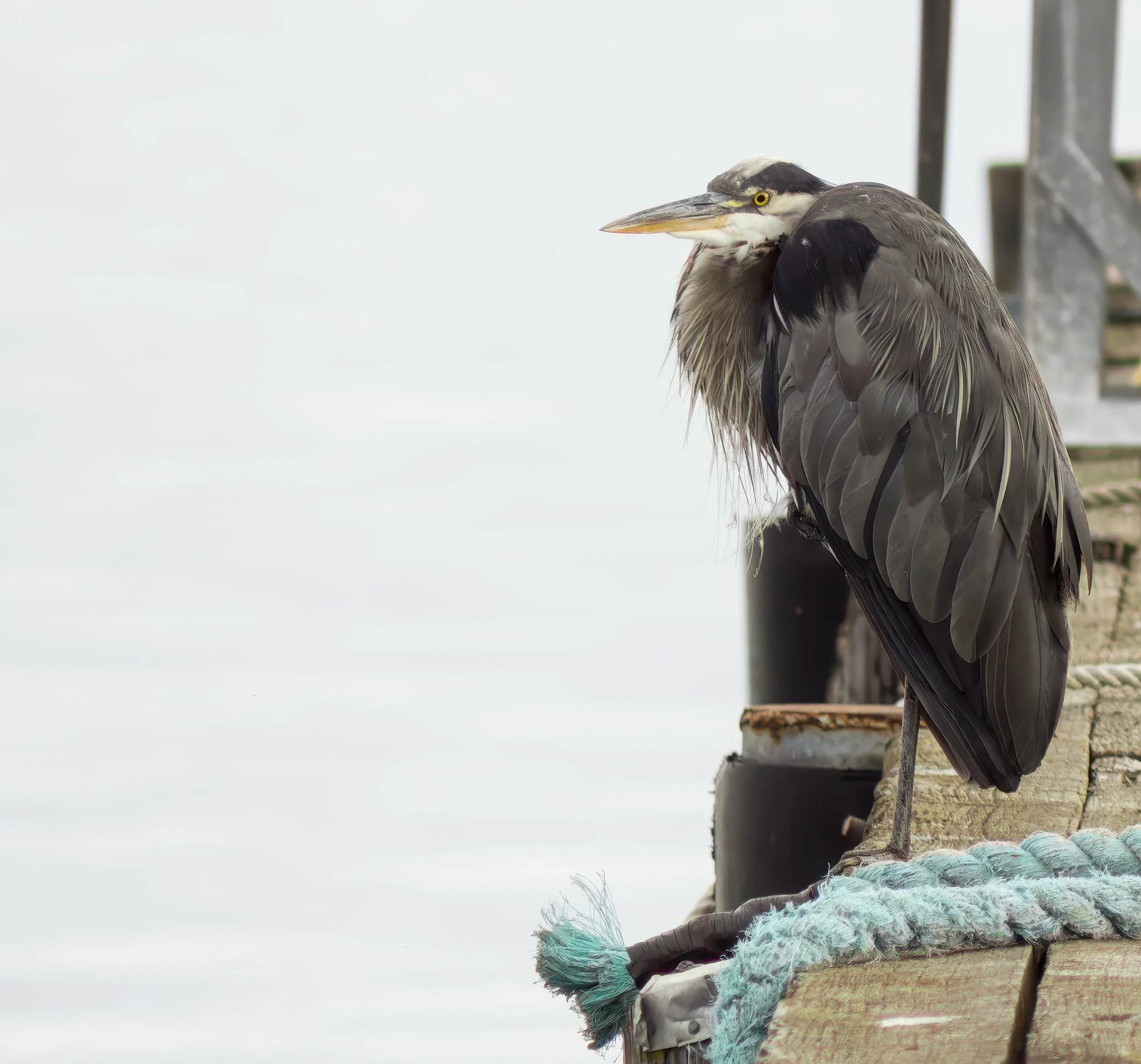 heron-dawn-bird-port-angeles-clallam-county-olympic-rainshadow-coast-range-ecoregion-olympic-peninsula-494-color-and-photo-labs-llc.jpg