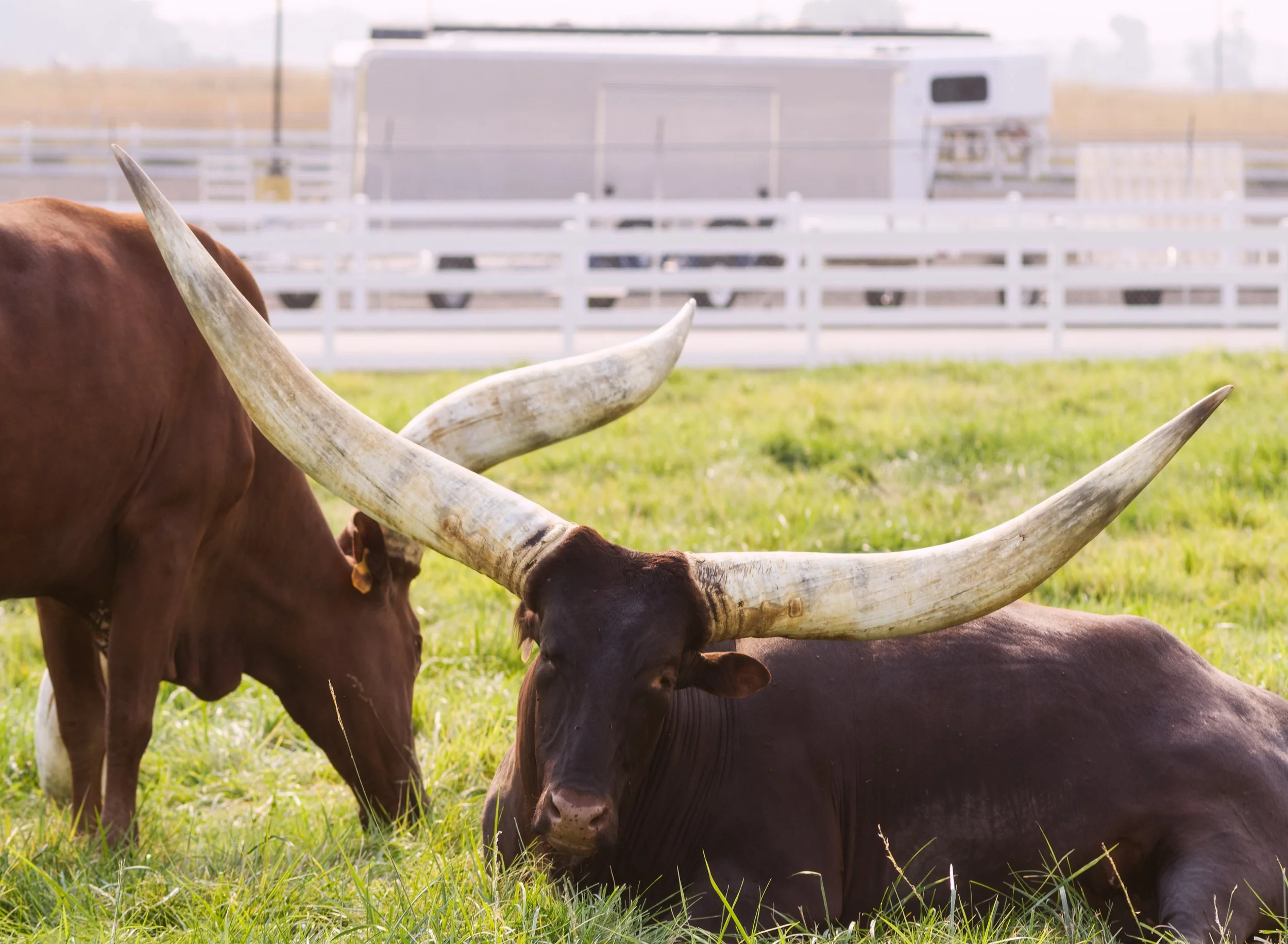 long-horn-cattle-chilling-horns-rustic-rural-country-pleistocene-lake-basins-columbia-plateau-walla-walla-county-washington-state-494-color-&-photo-labs-llc.jpg