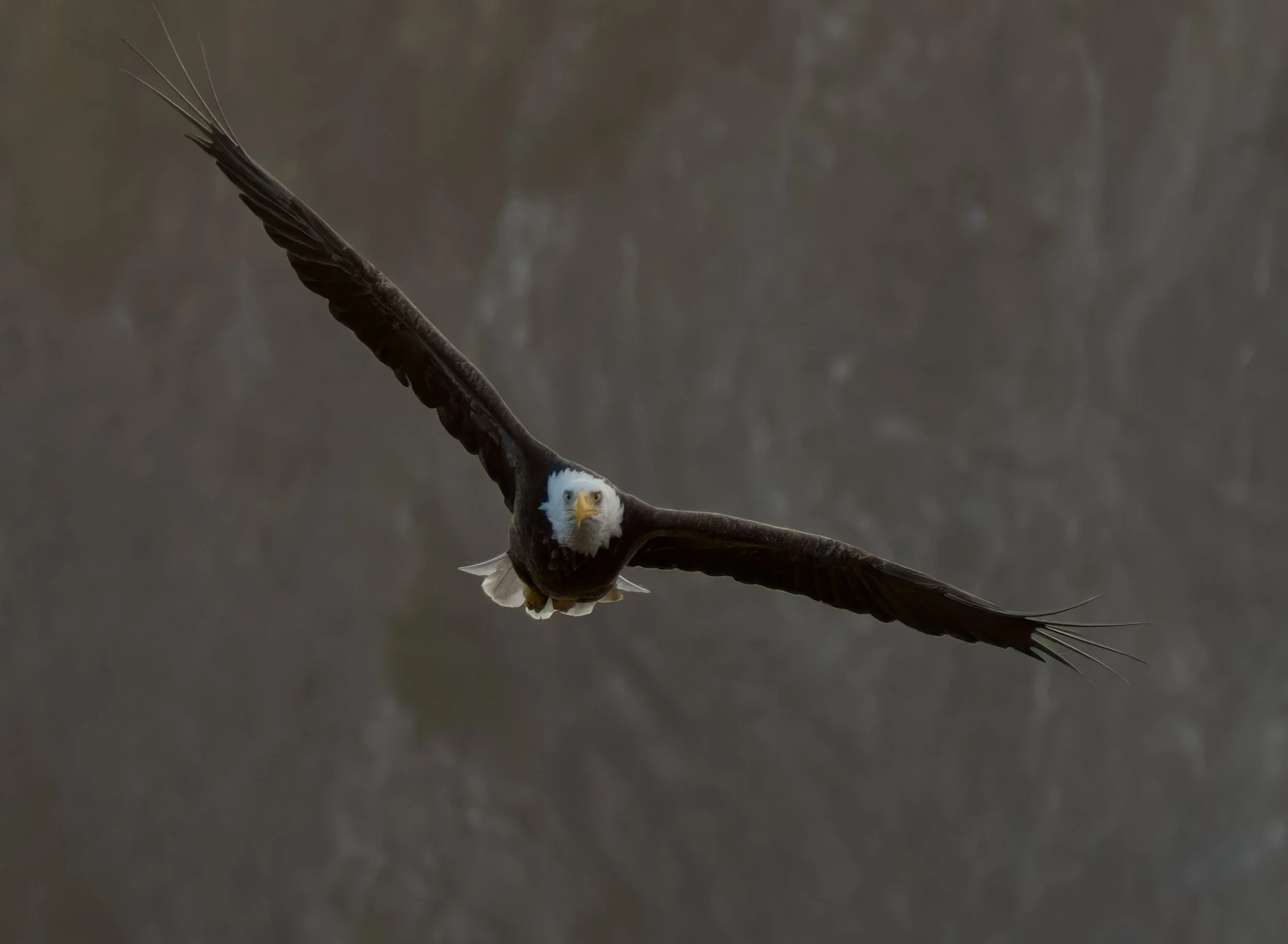 bald-eagle-flying-sea-stack-first-beach-la-push-quileute-reservation-clallam-county-coastal-uplands-coast-range-ecoregion-olympic-peninsula-494-color-and-photo-labs-llc.jpg