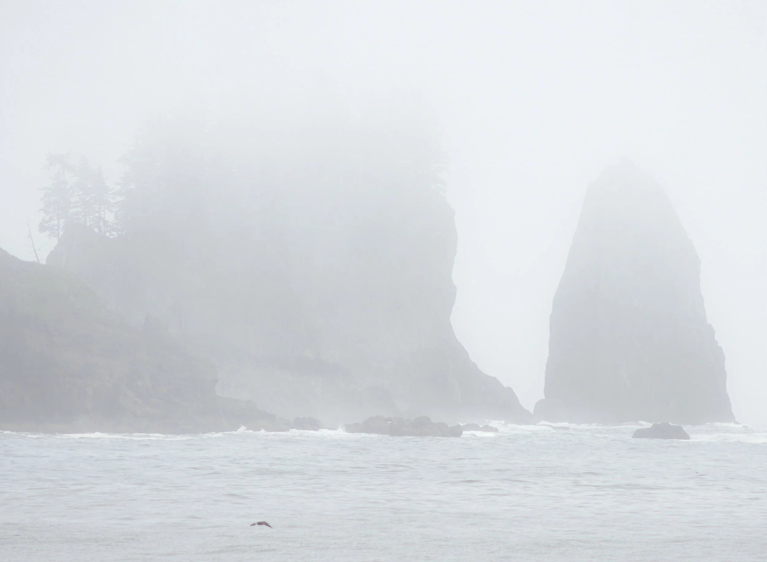 first-beach-sea-stacks-heavy-afternoon-fog-pelicans-la-push-quileute-reservation-clallam-county-coastal-uplands-coast-range-ecoregion-olympic-peninsula-494-color-and-photo-labs-llc.jpg