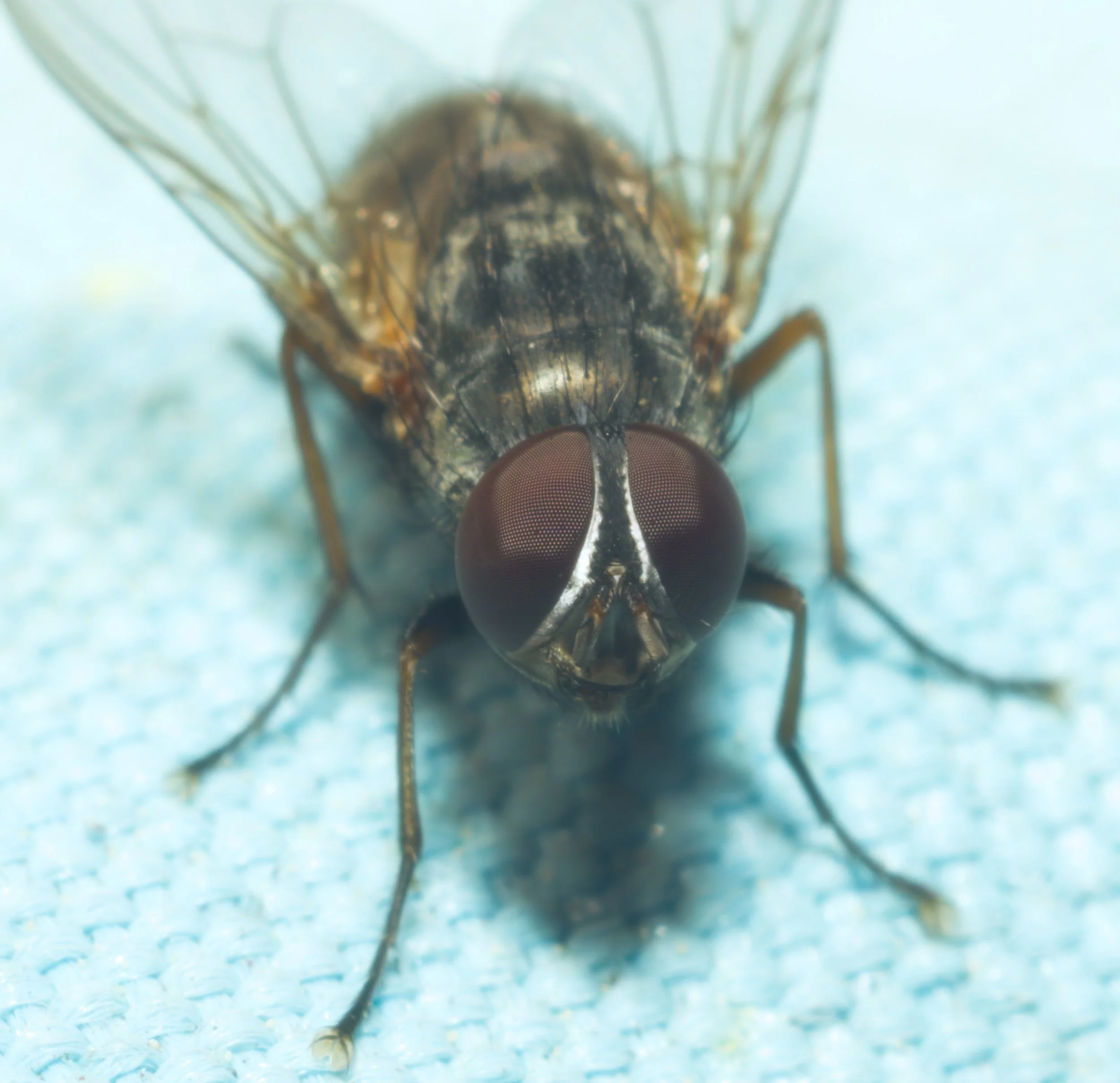 FLY-HA~1.JPG