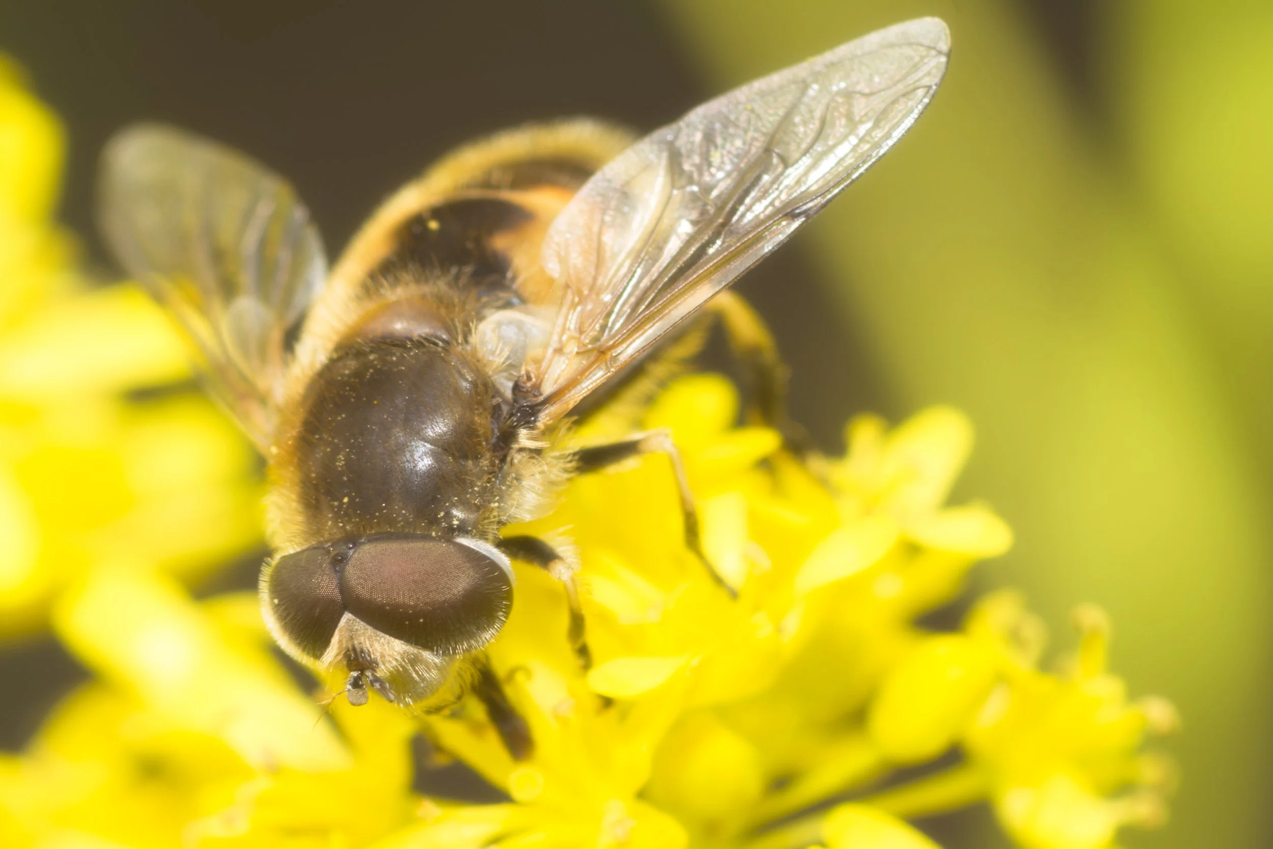 hover-fly-yellow-spokane-south-hill-manito-park-macro-spokane-county-spokane-valley-outwash-plains-northern-rockies-494-color-and-photo-labs-color-graded-kodak-portra-400-120-format.jpg