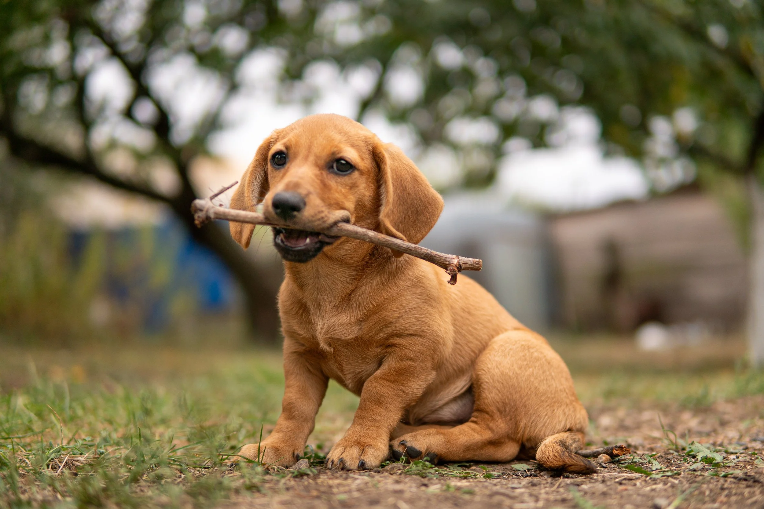 Un cachorro de raza mestiza de color marrón claro, sentado en el suelo de un jardín con árboles y estructuras en el fondo, sosteniendo una rama pequeña en la boca.