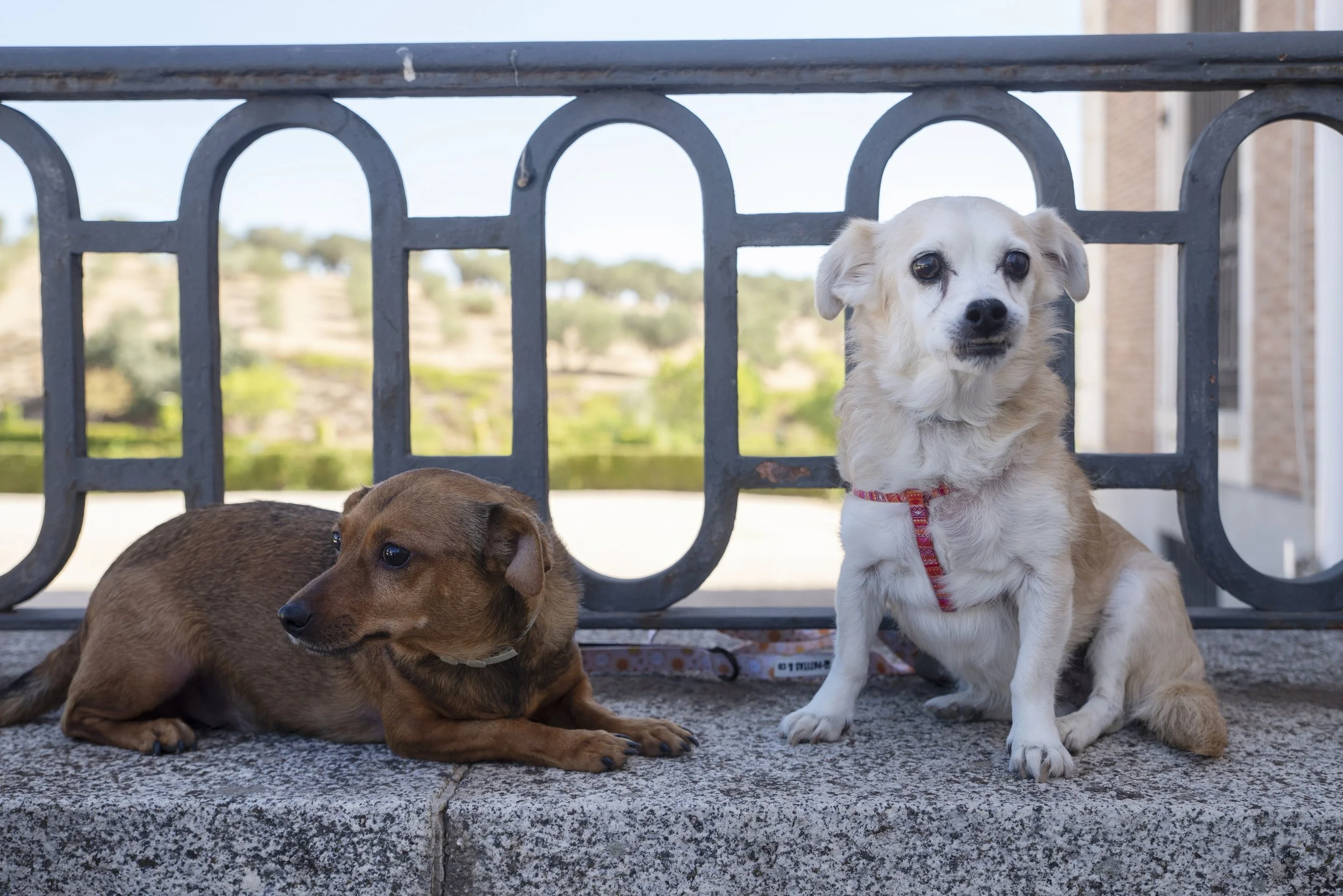 Dos perros en una superficie de piedra, uno acostado y otro sentado, con un fondo de paisaje y una cerca de metal