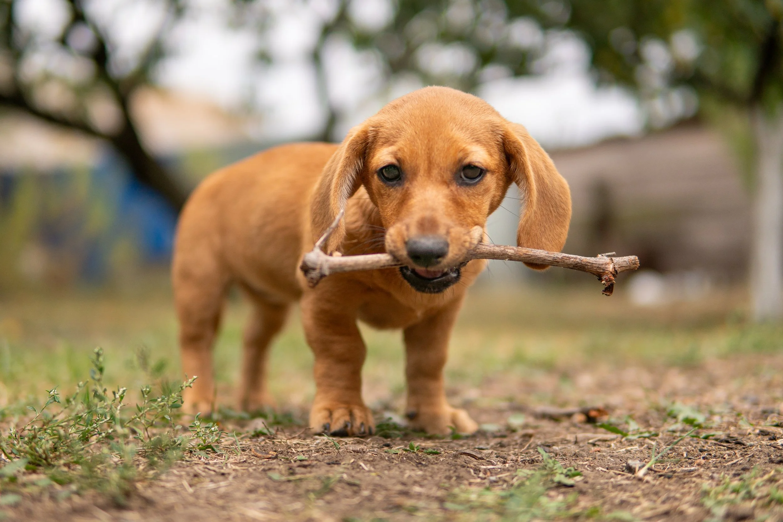 cachorro de raza Dachshund con pelaje marrón claro, sosteniendo un palo en la boca, en un jardín con césped y árboles en el fondo