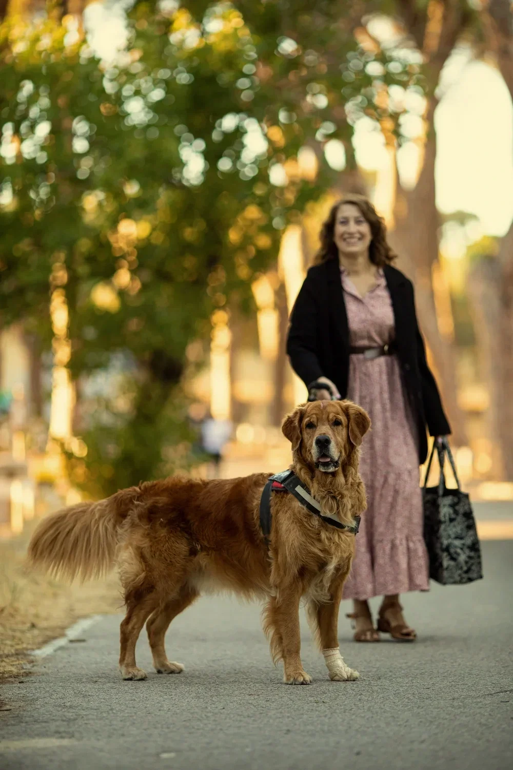 Mujer sonriendo con un bolso en la mano caminando por un parque con un perro golden retriever con un arnés en el césped, árboles y luz de atardecer de fondo.