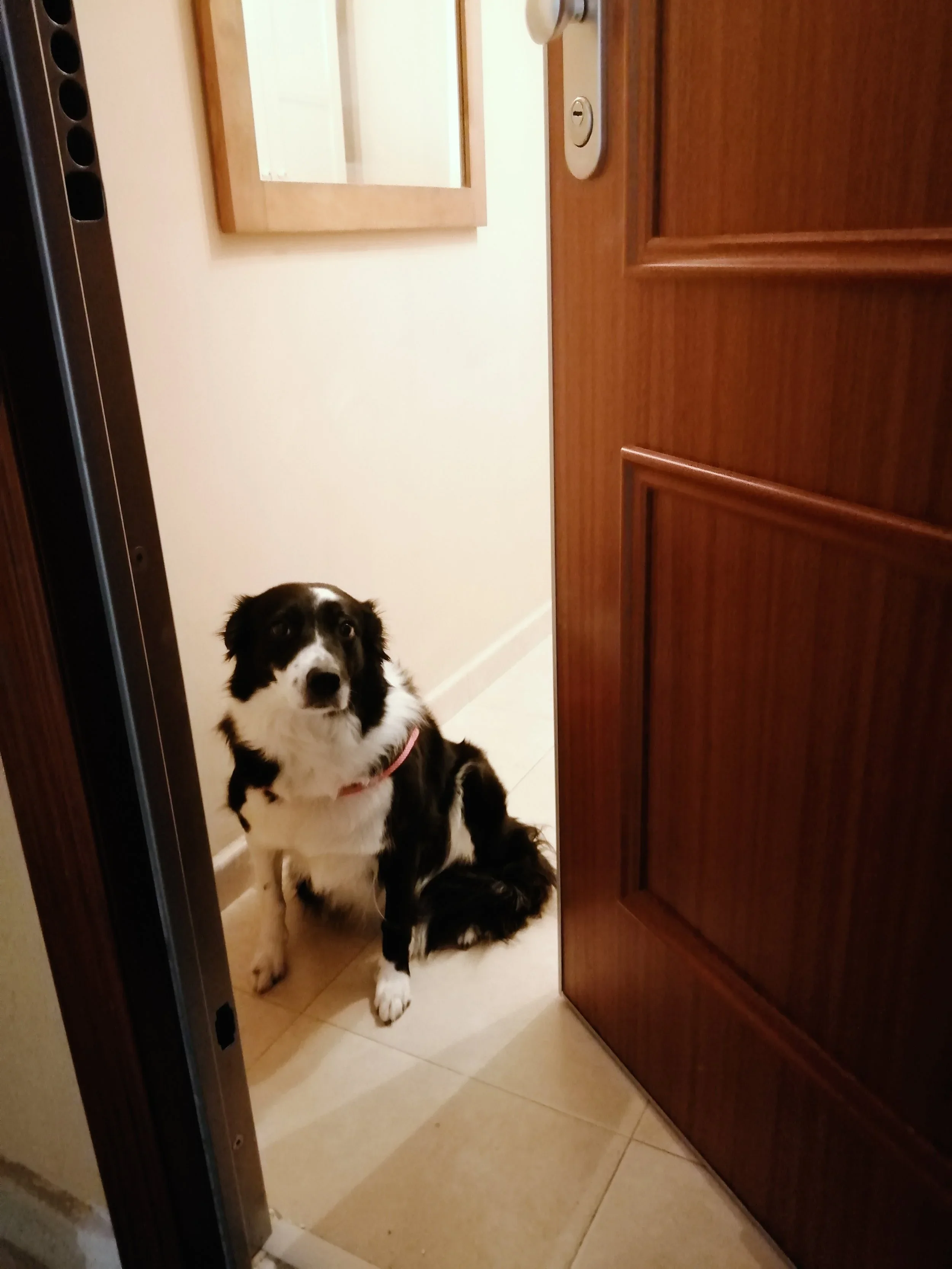 Si yo pudiera hablar