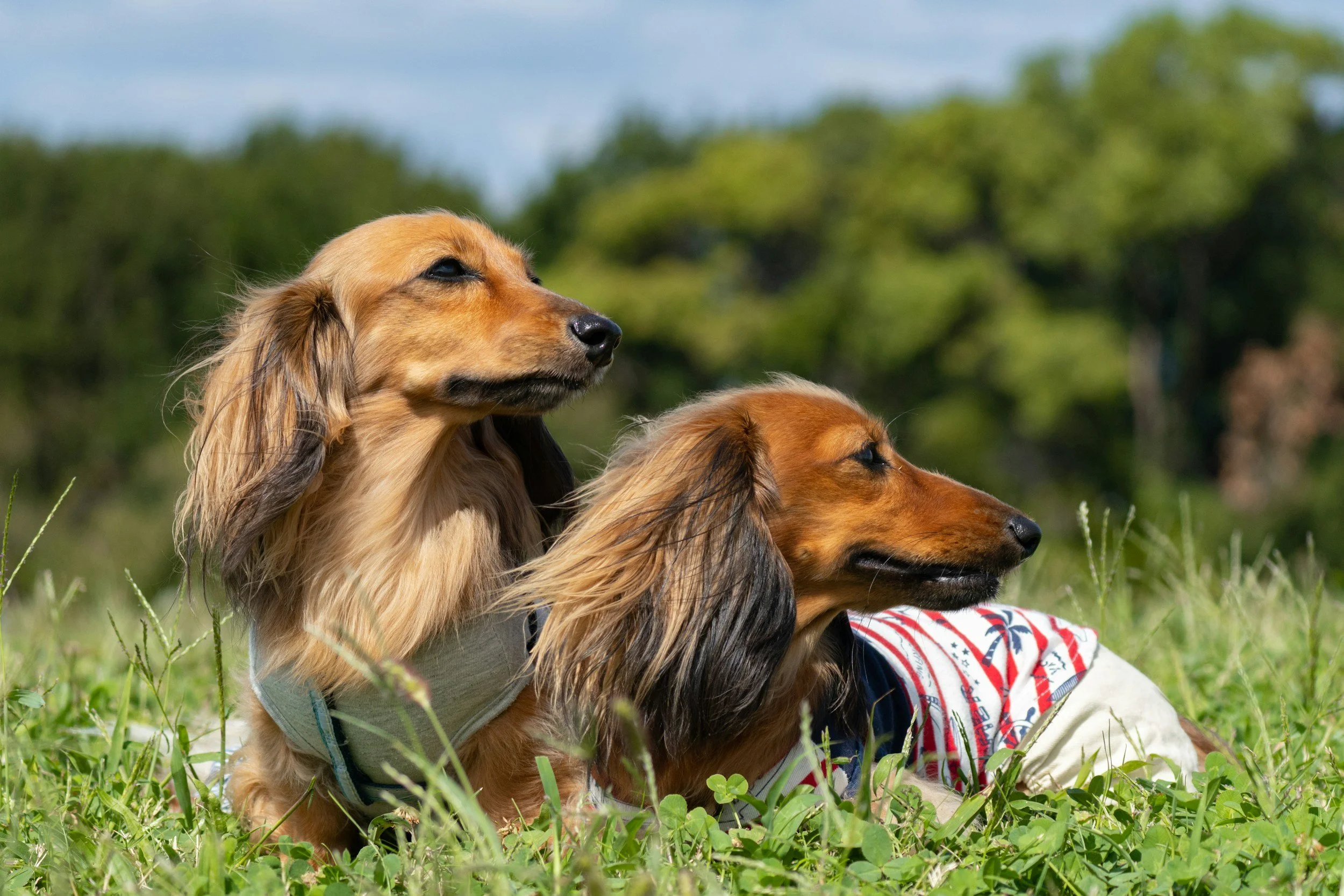 Dos perros de raza salchicha descansando en un campo con árboles y cielo azul al fondo, uno lleva camiseta con diseño de palmeras.