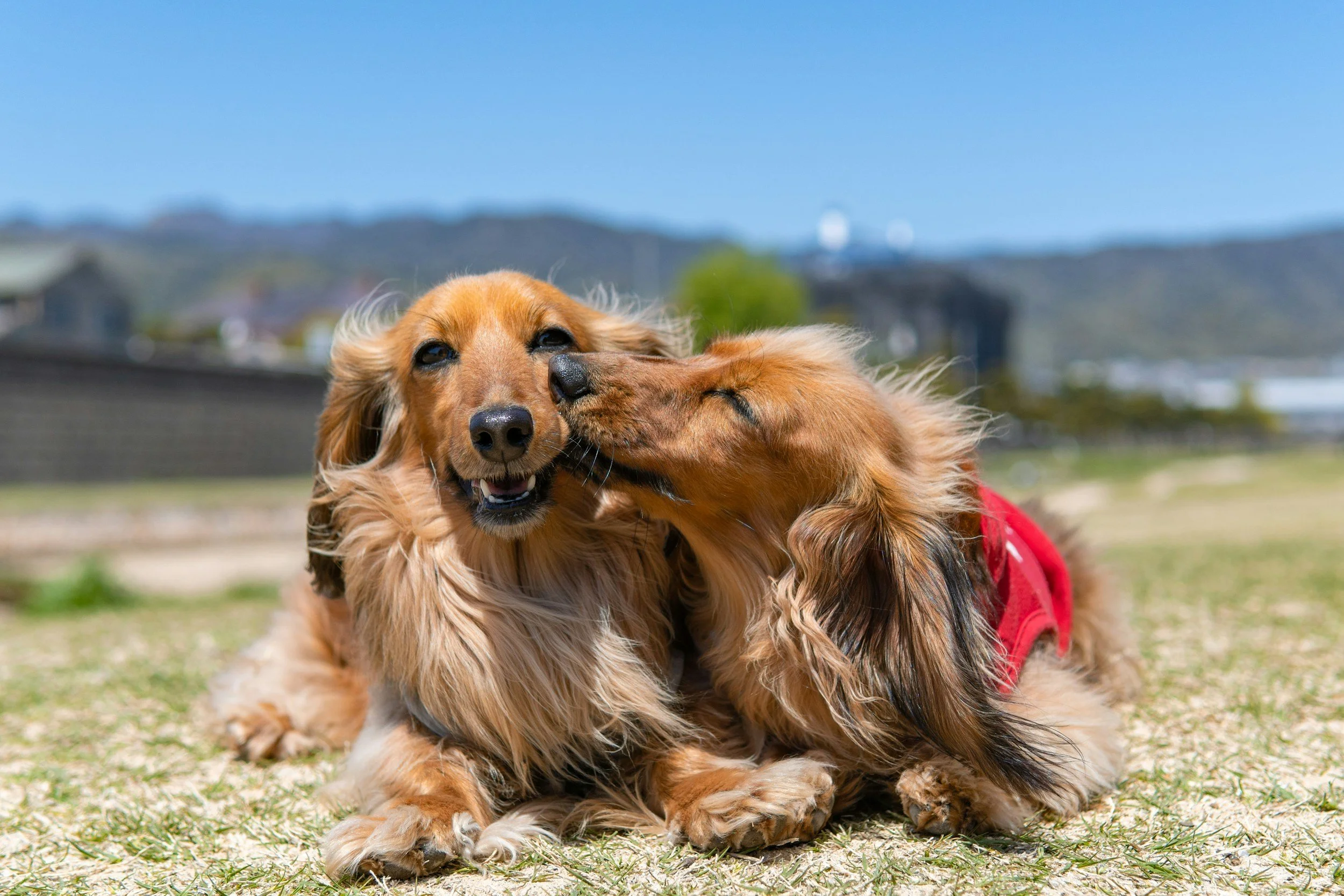 Dos perros dachshund de color dorado en un campo, uno acariciando al otro.