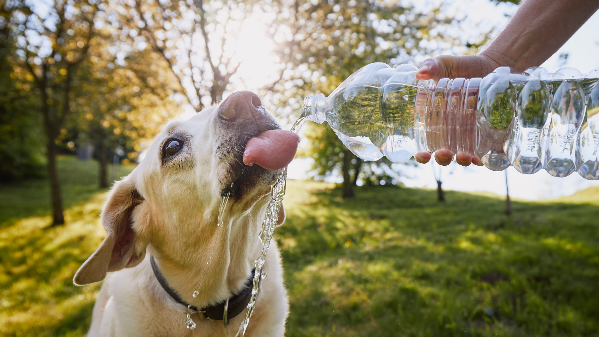 Tercera ola de calor: cómo proteger a tu perro del calor extremo
