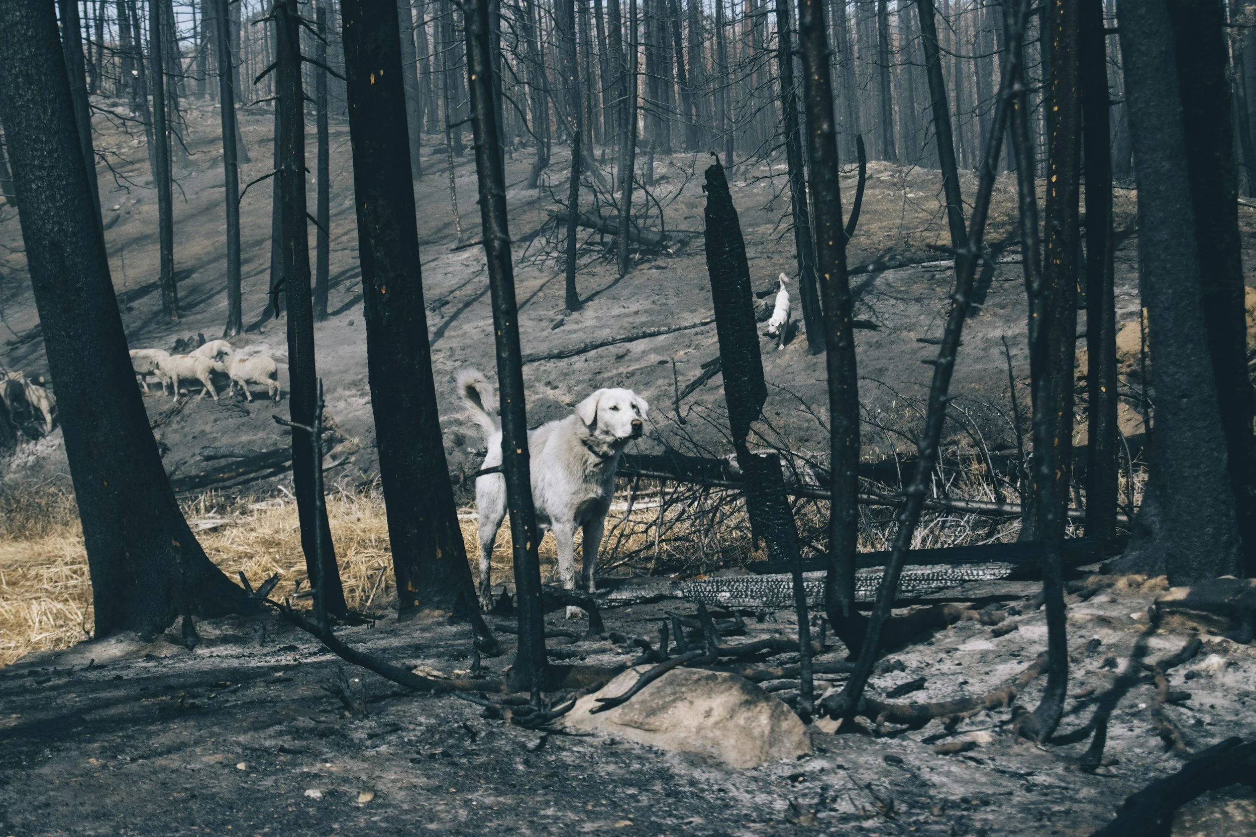 Cómo viven los perros un incendio: el humo, el calor y el miedo desde su nariz 