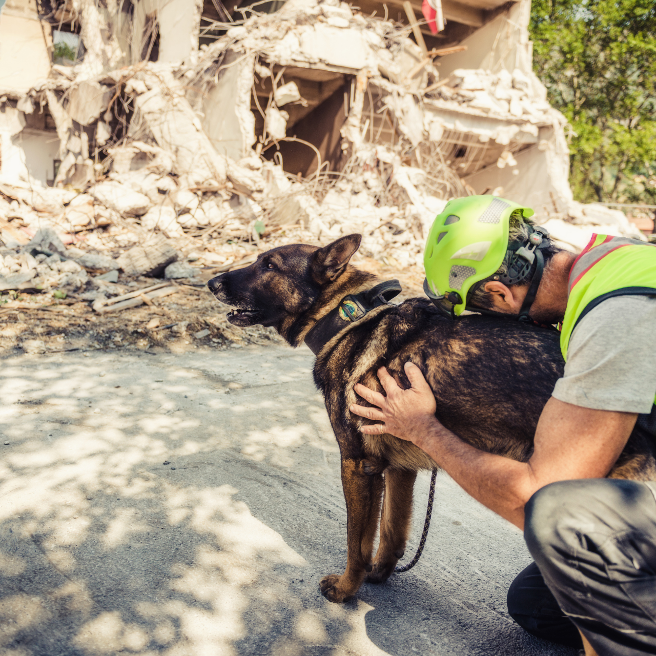 Los animales que ayudan antes, durante y después de un incendio