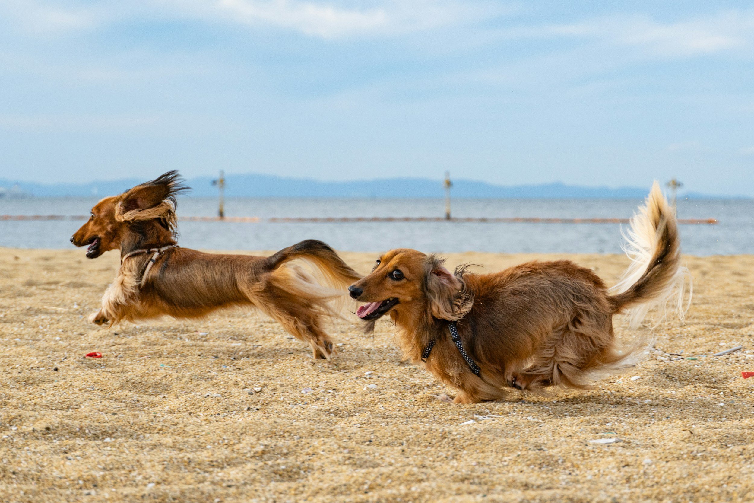 Perros corriendo en la playa con fondo de agua y cielo nublado.