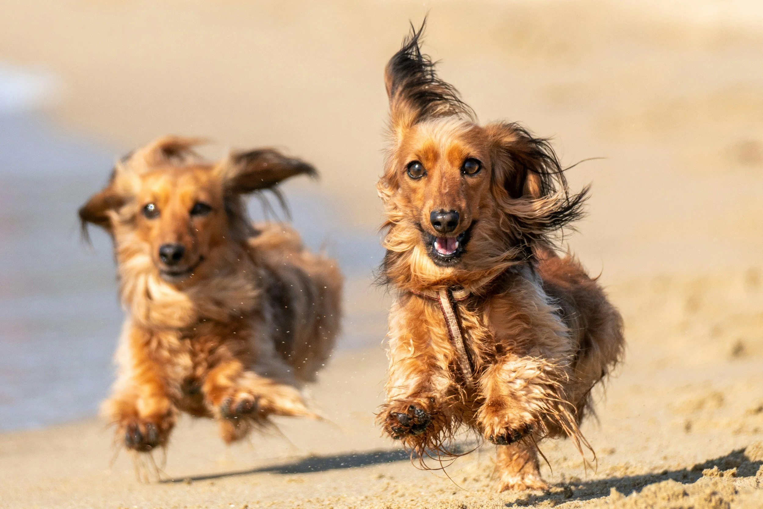 Dos perros salchicha de pelo largo corriendo sobre arena en la playa.