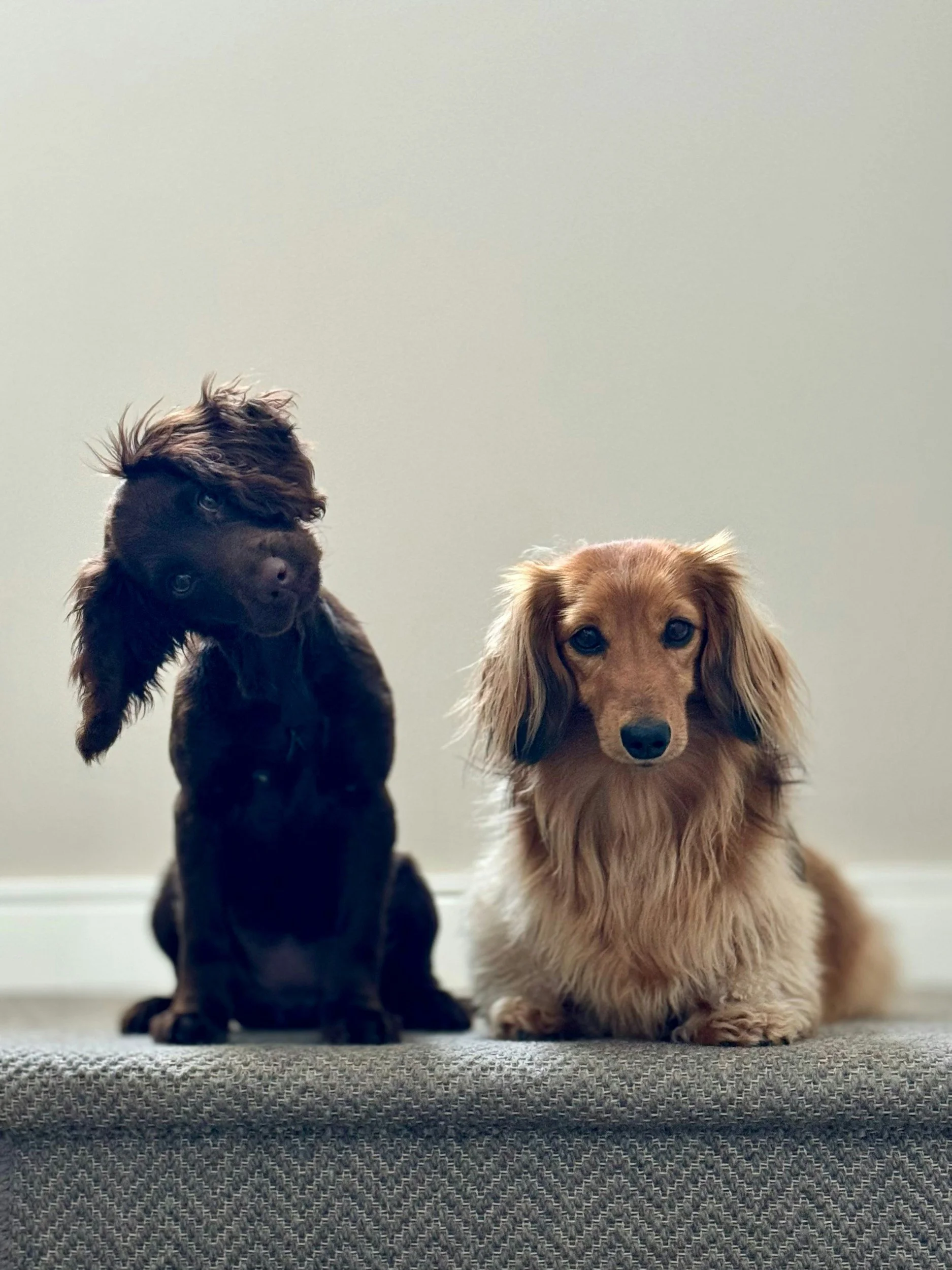 Dos perros de raza y tamaño diferentes, uno negro y otro dorado, sentados sobre una alfombra en un fondo de pared gris.