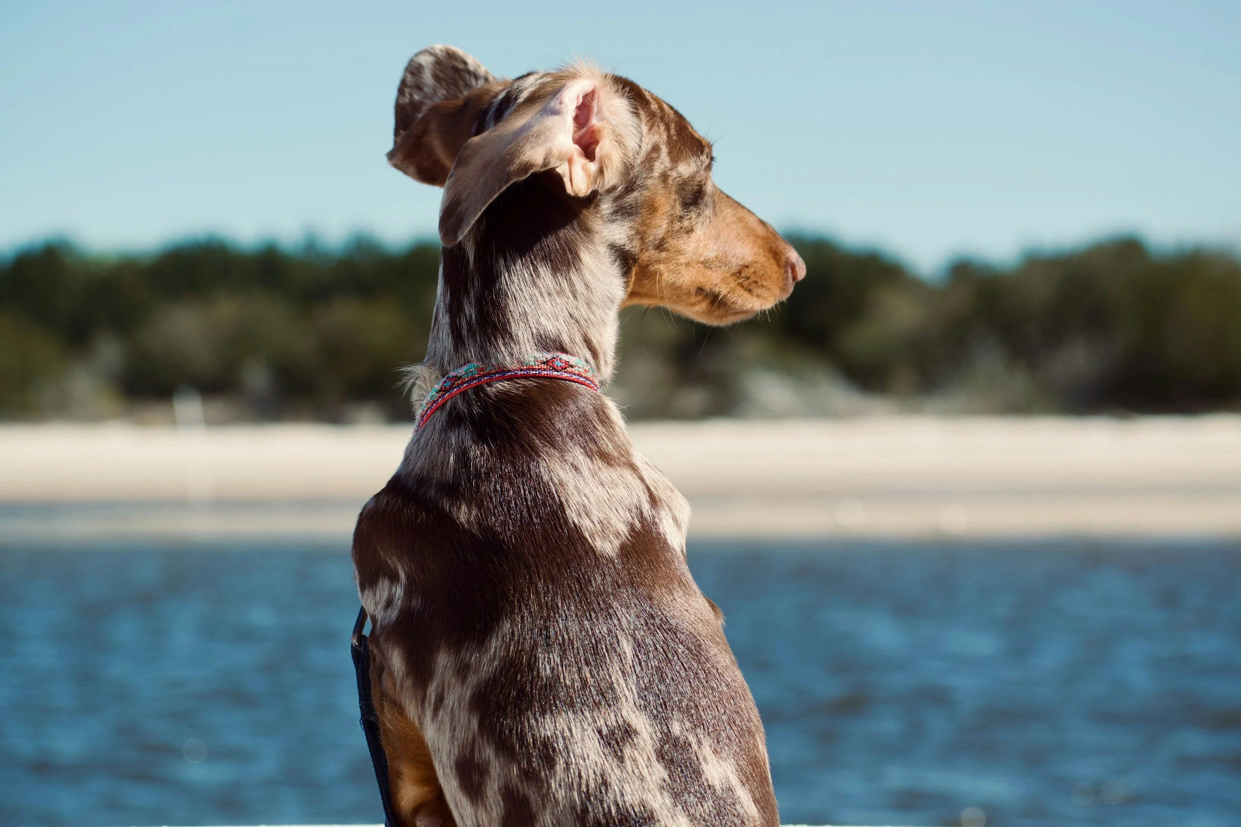 Perro de raza montañés mirando hacia la izquierda, con fondo de agua y cielo claro, lleva collar de tela colorido.