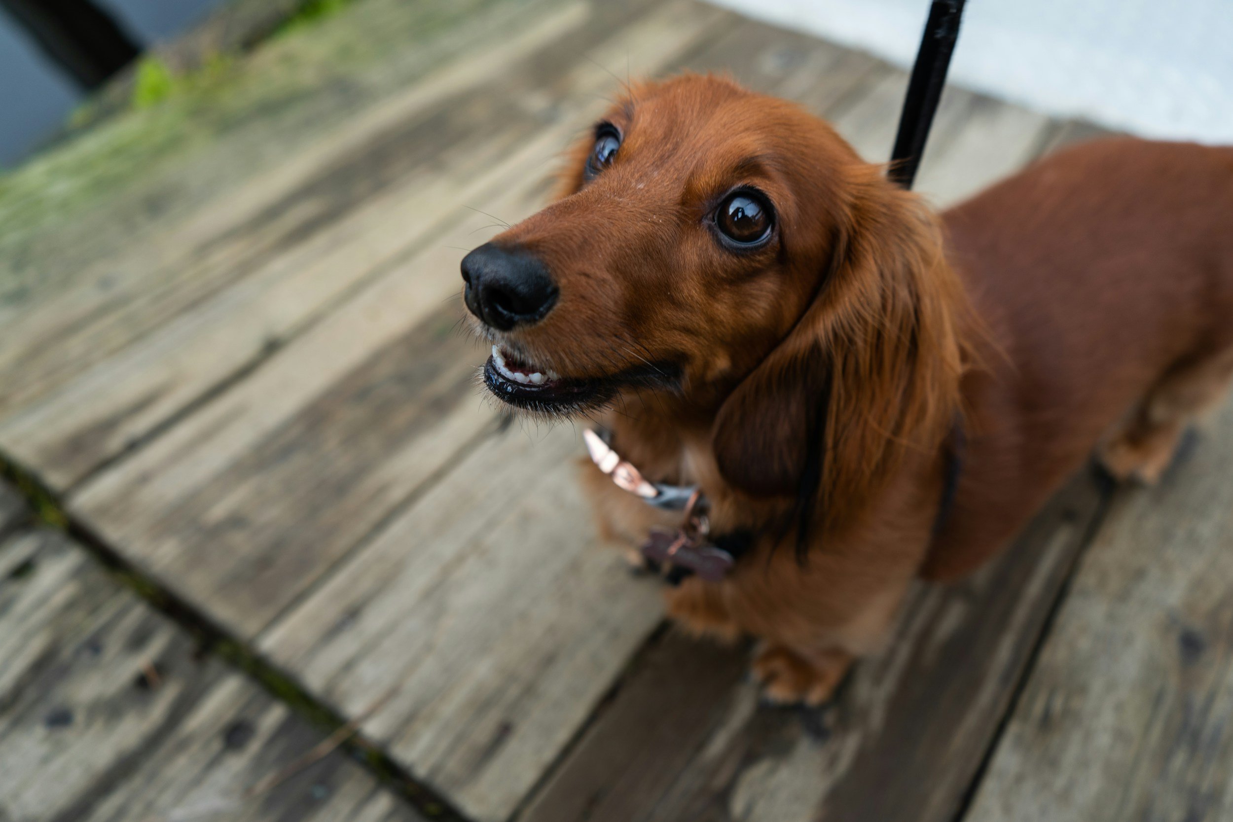 Perro de raza cocker con pelaje cafe y ojos grandes y oscuros, de perfil, en una superficie de madera, mirando hacia arriba.