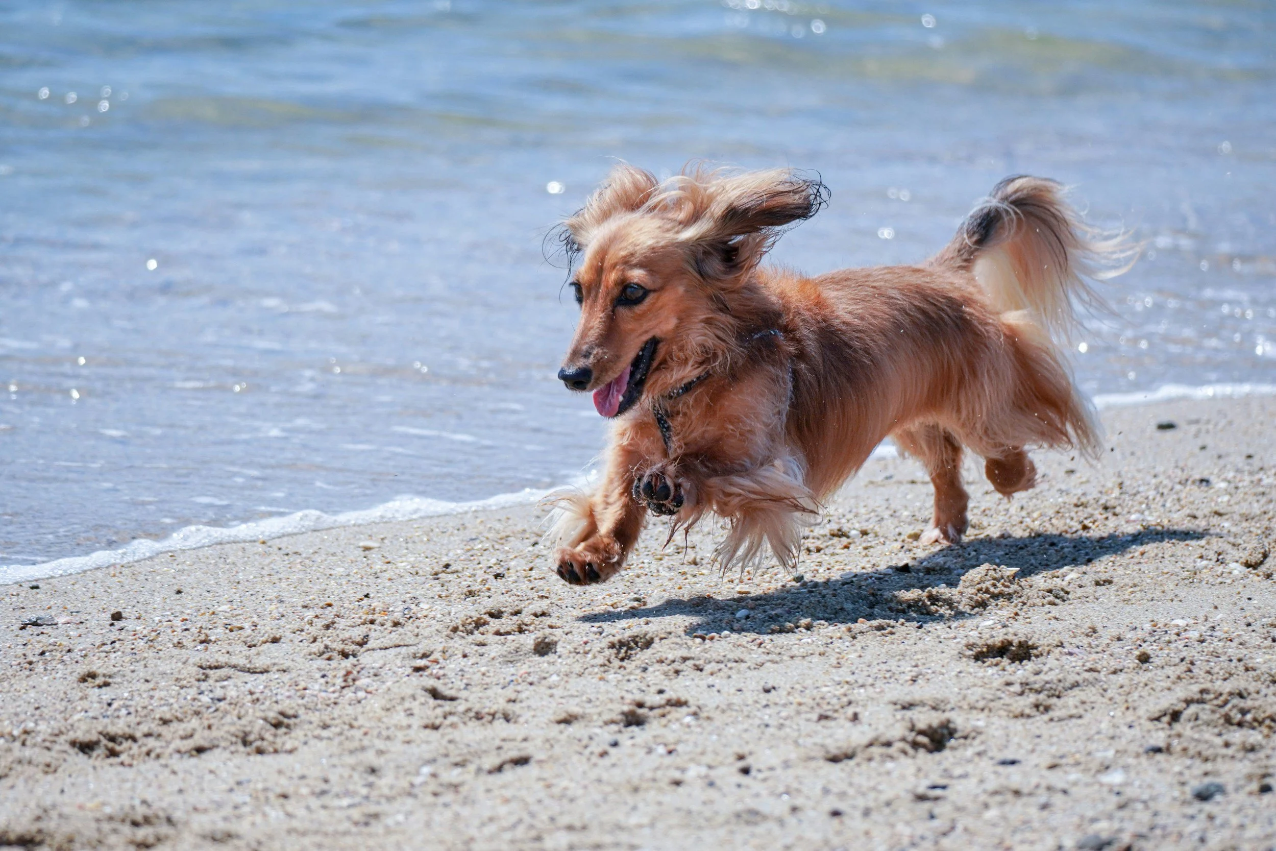 Perro de raza pequeña corriendo sobre la playa, con el agua del mar de fondo.