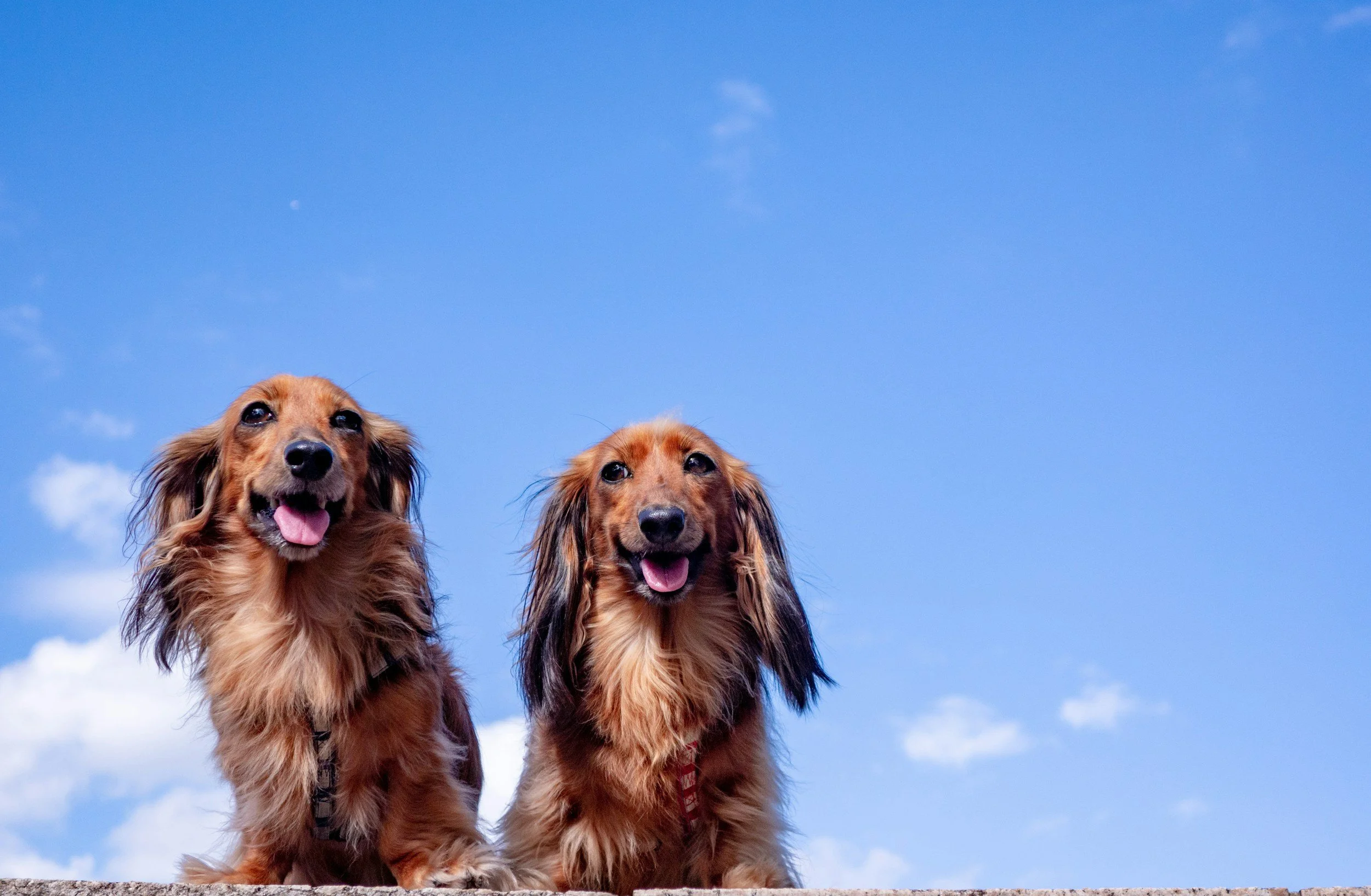 Dos perros de raza pequeña con pelaje largo y marrón, parecen felices con la lengua afuera, frente a un cielo azul con unas pocas nubes.