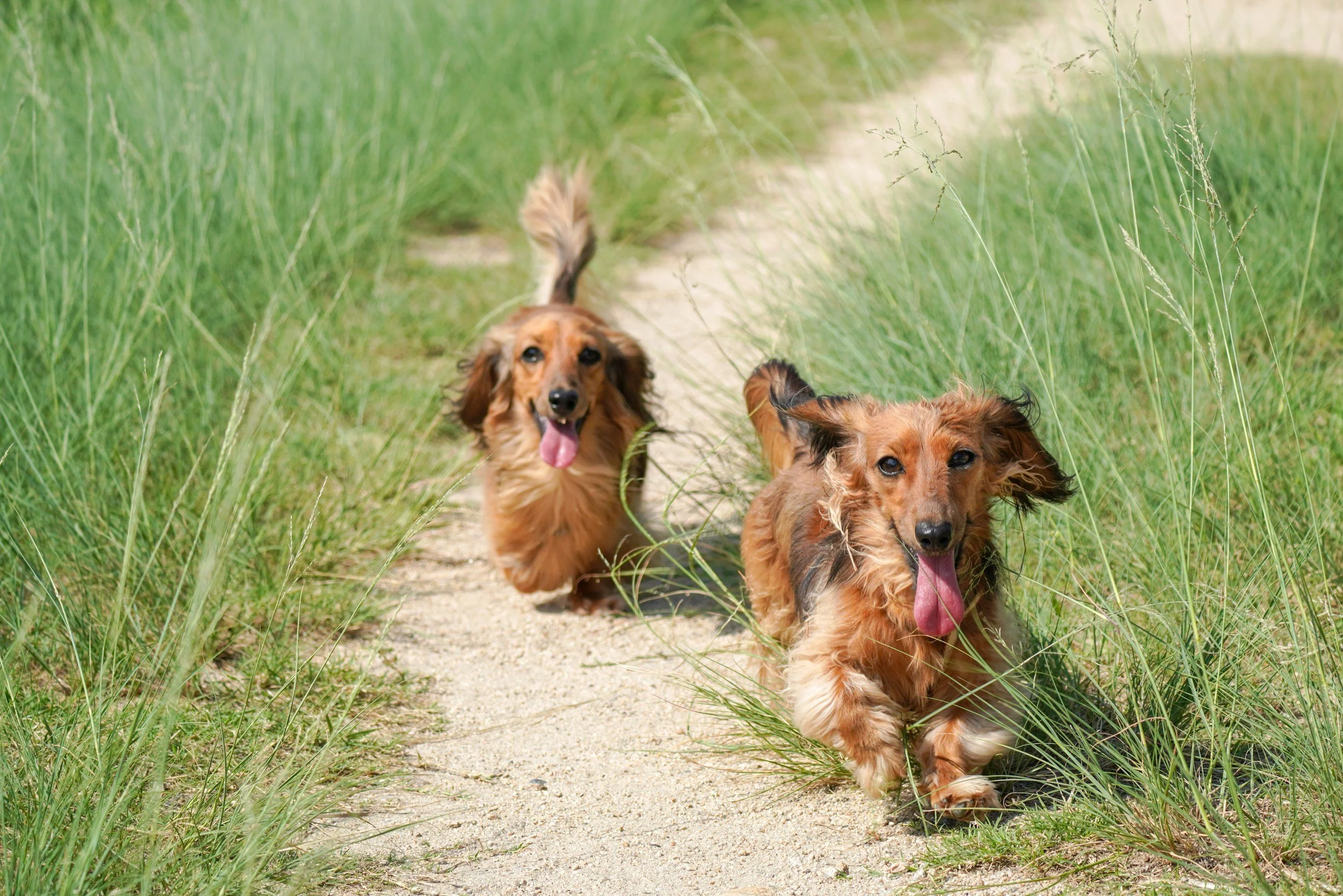 Tres perros dorados corriendo por un sendero de tierra rodeado de hierba verde en un campo abierto.
