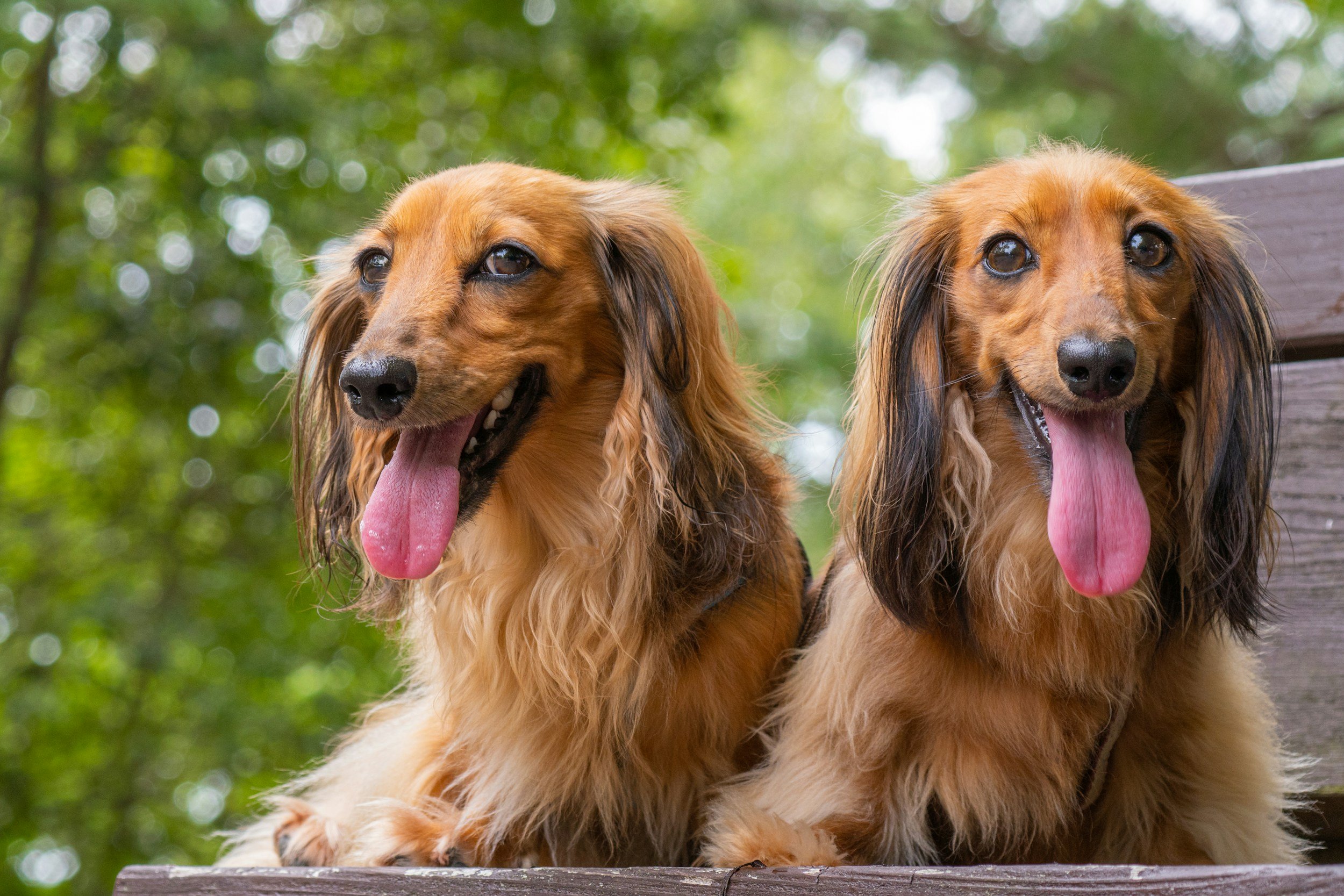 Dos perros de raza salchicha se sientan juntos en un banco de madera, con fondo de árboles verdes y bokeh, ambos con la lengua afuera y ojos brillantes.