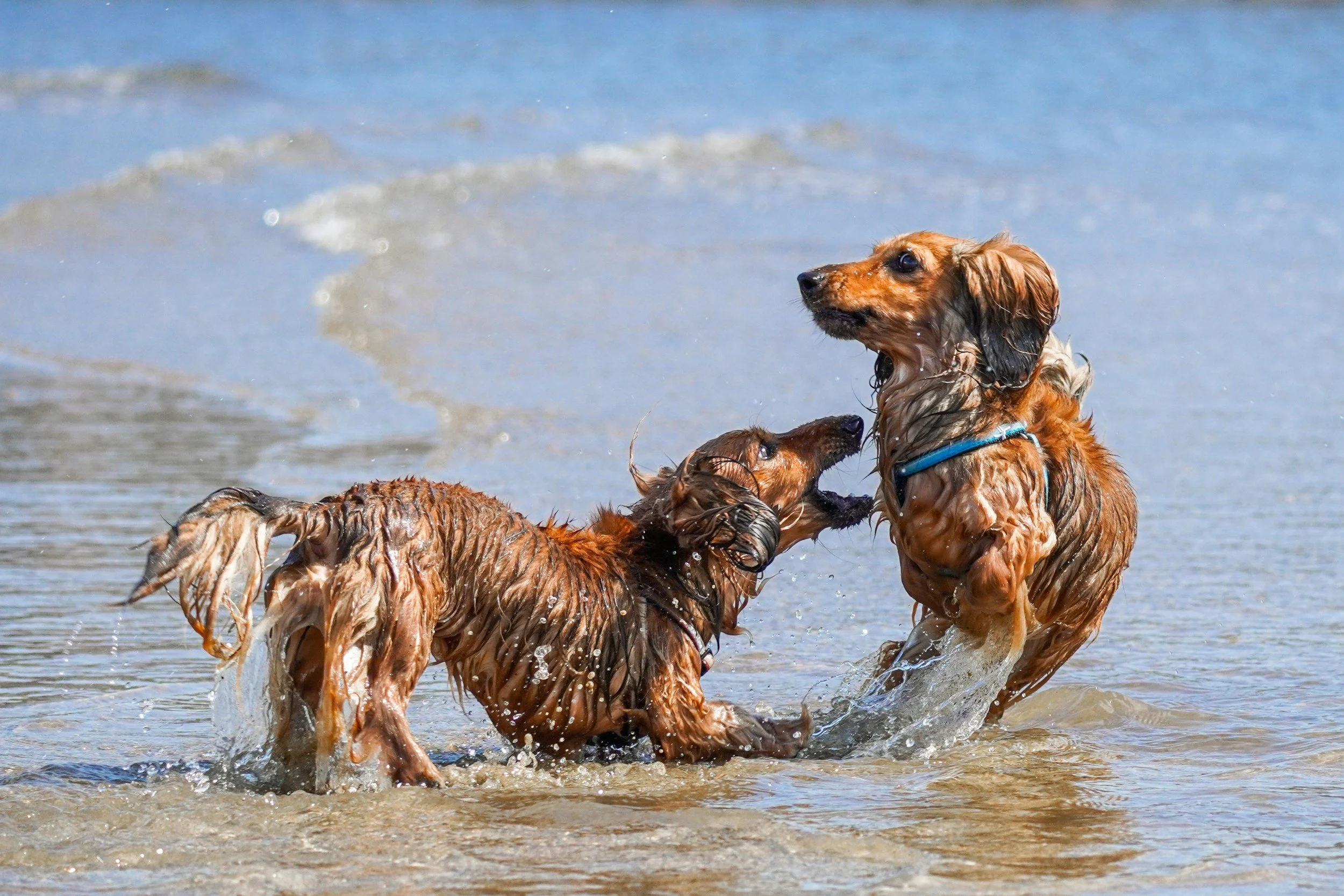 Perros de raza cocker spaniel jugando en el mar, mojados y en el agua con olas pequeñas.