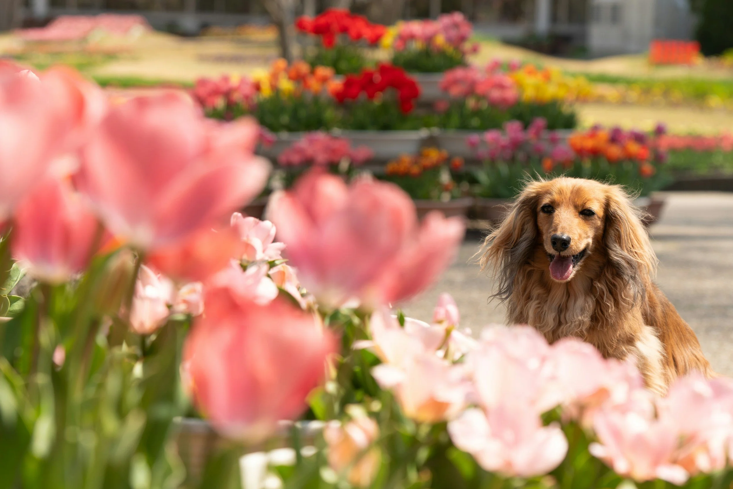 Perro de raza cocker dorado en jardín con flores de diferentes colores, enfoque en flores en primer plano y fondo del perro.