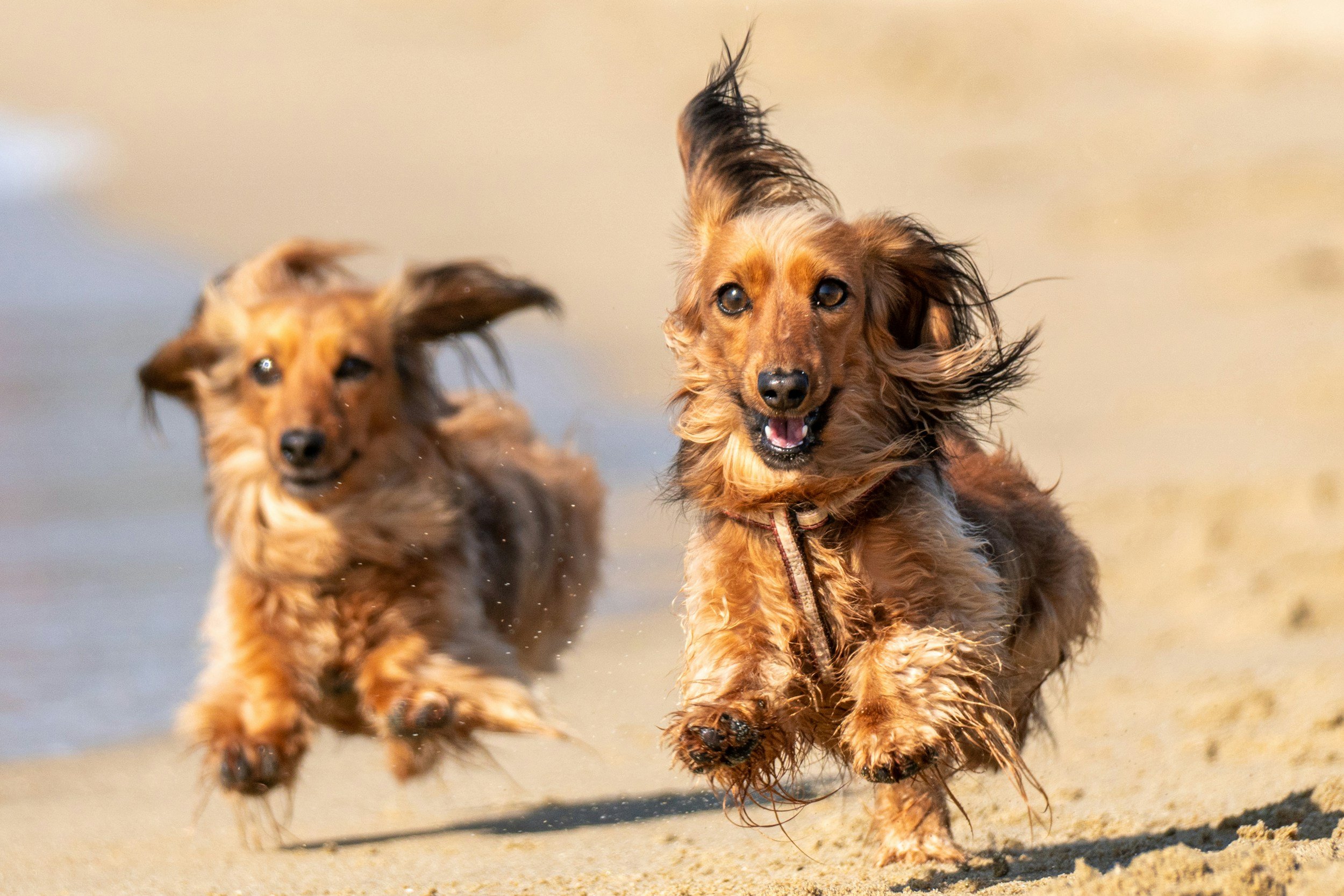 Dos perros de raza Dachshund corriendo en la playa