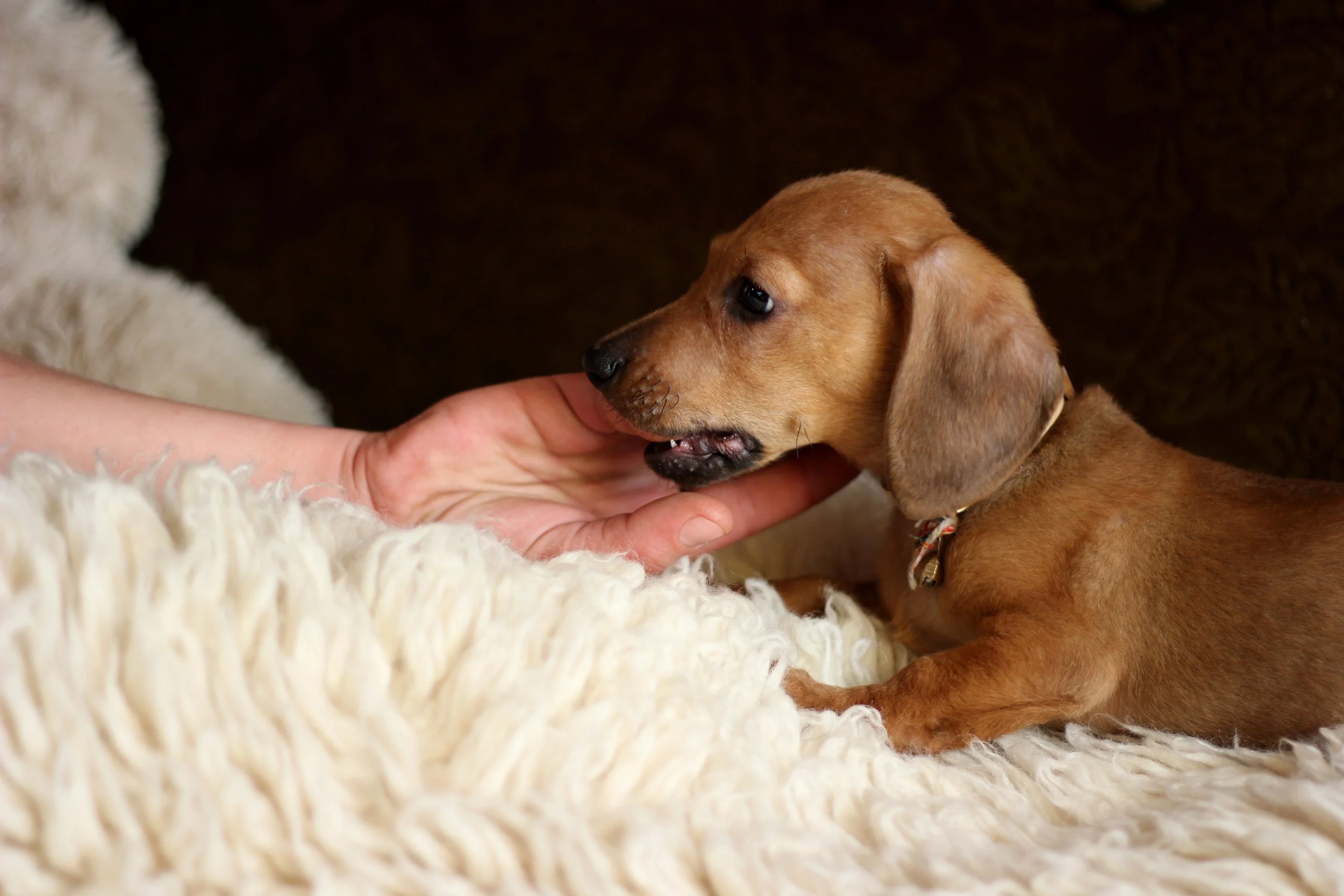 playing-at-home-with-a-dog-dachshund-2026-01-06-10-53-40-utc.jpg
