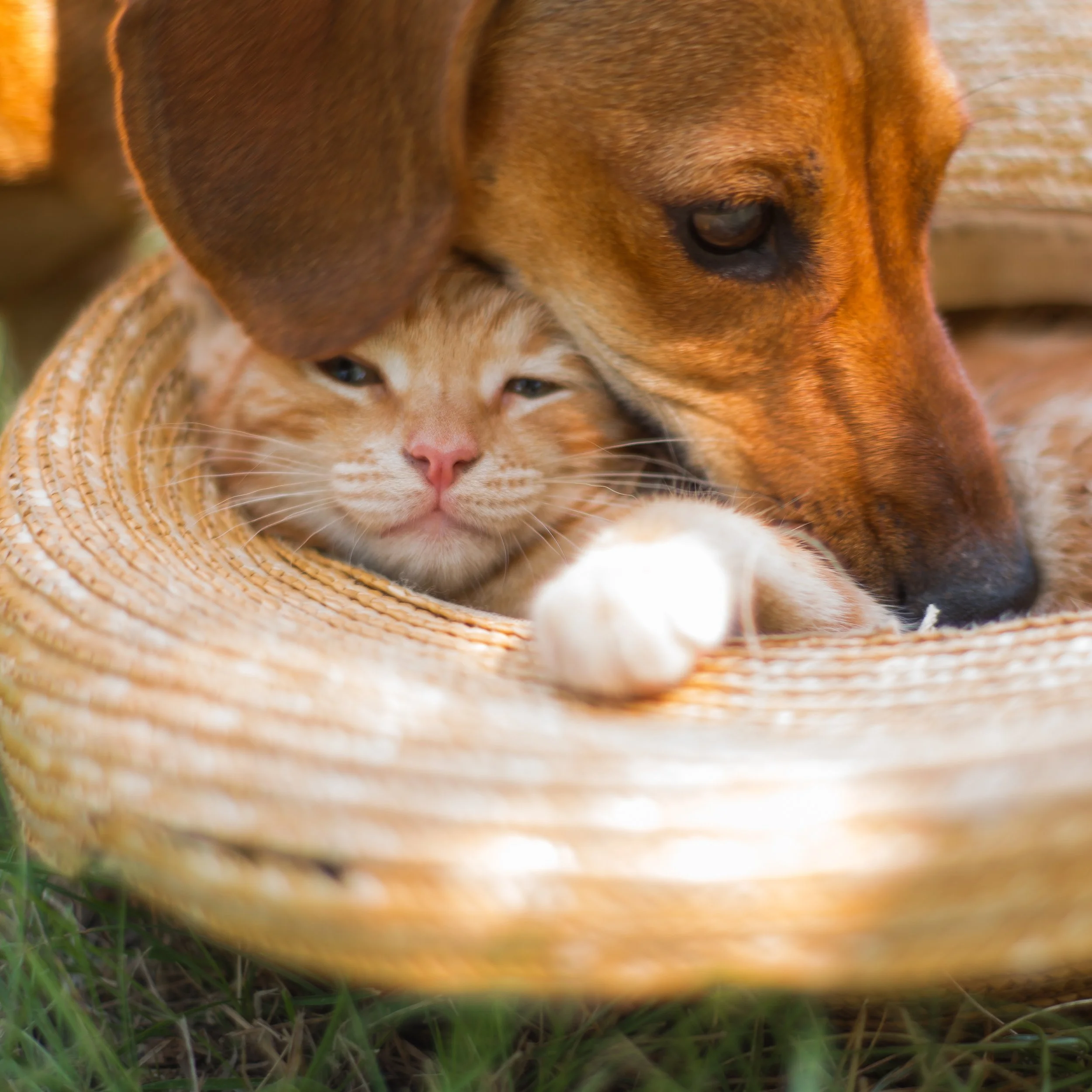 Un gato naranja recostado en una cesta con un perro de color marrón que lo lame en la cabeza.