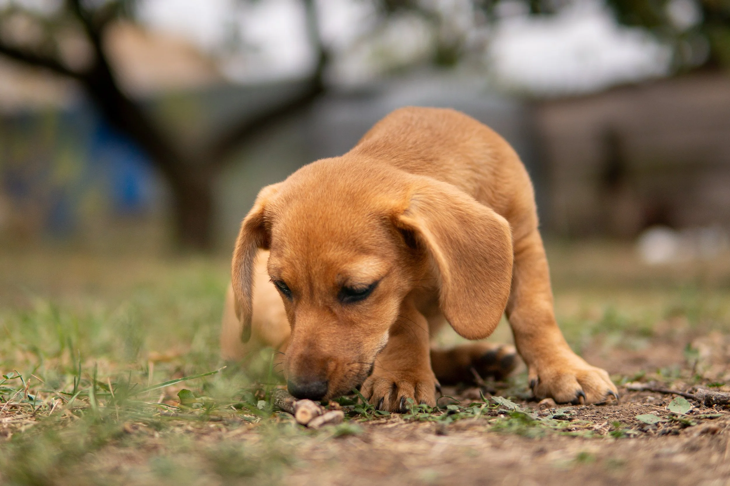 Cachorro de raza no identificada, de pelaje corto y de color marrón, olfateando en el suelo en un entorno natural al aire libre.